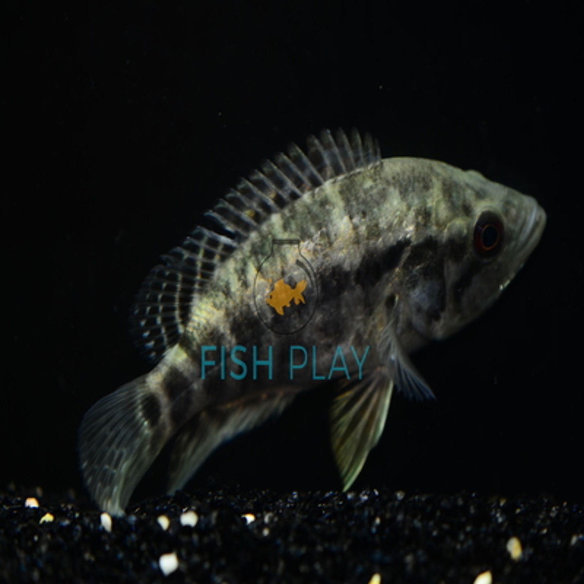 Jewel Fish