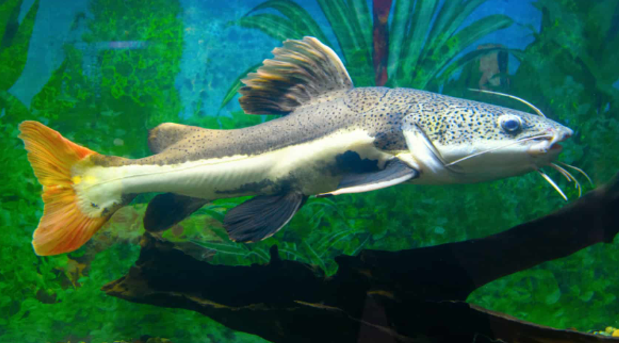 Red Tail Catfish