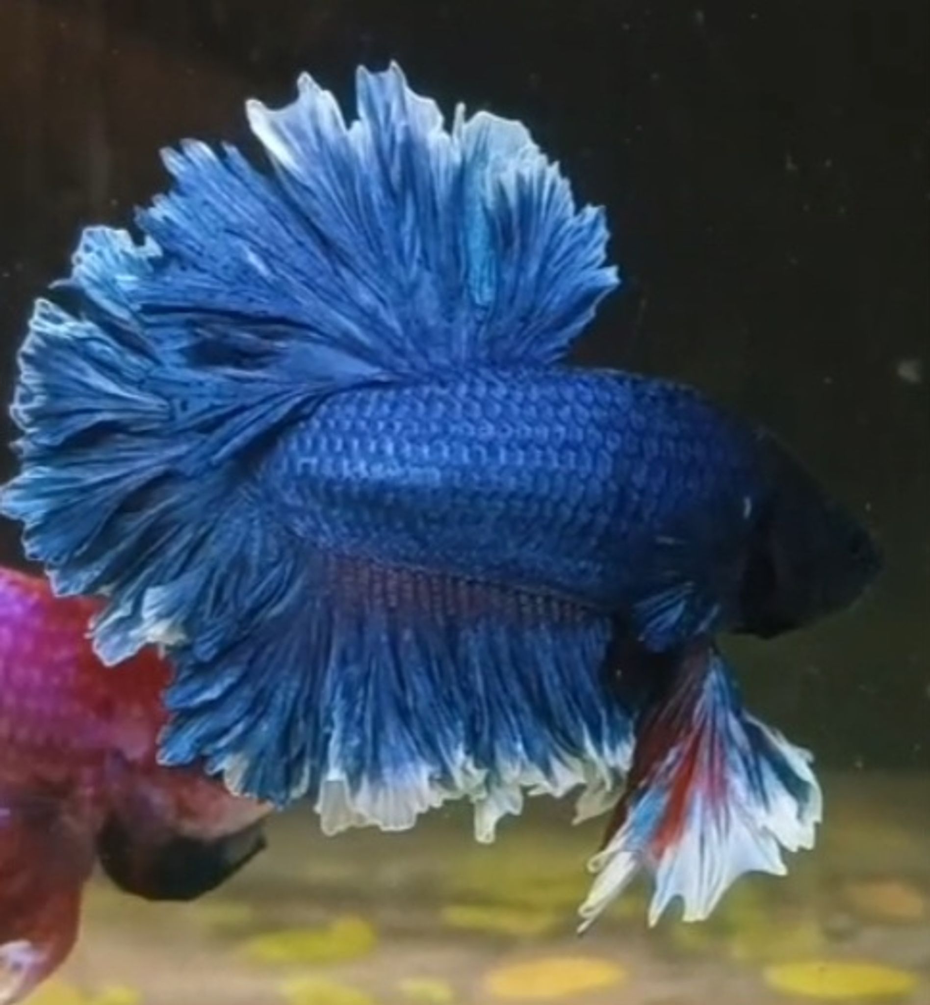 Pk king rosetail(brocoli)