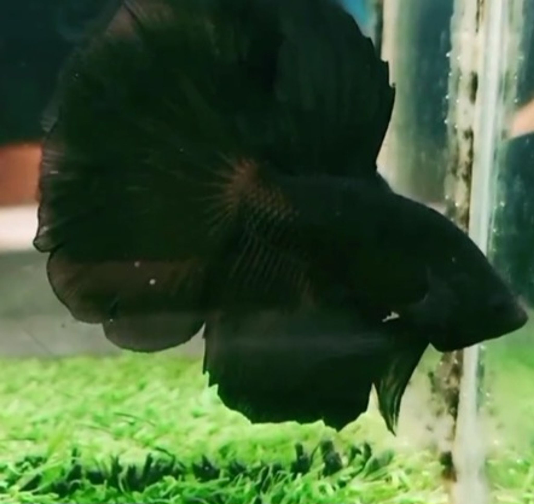 Halfmoin super black