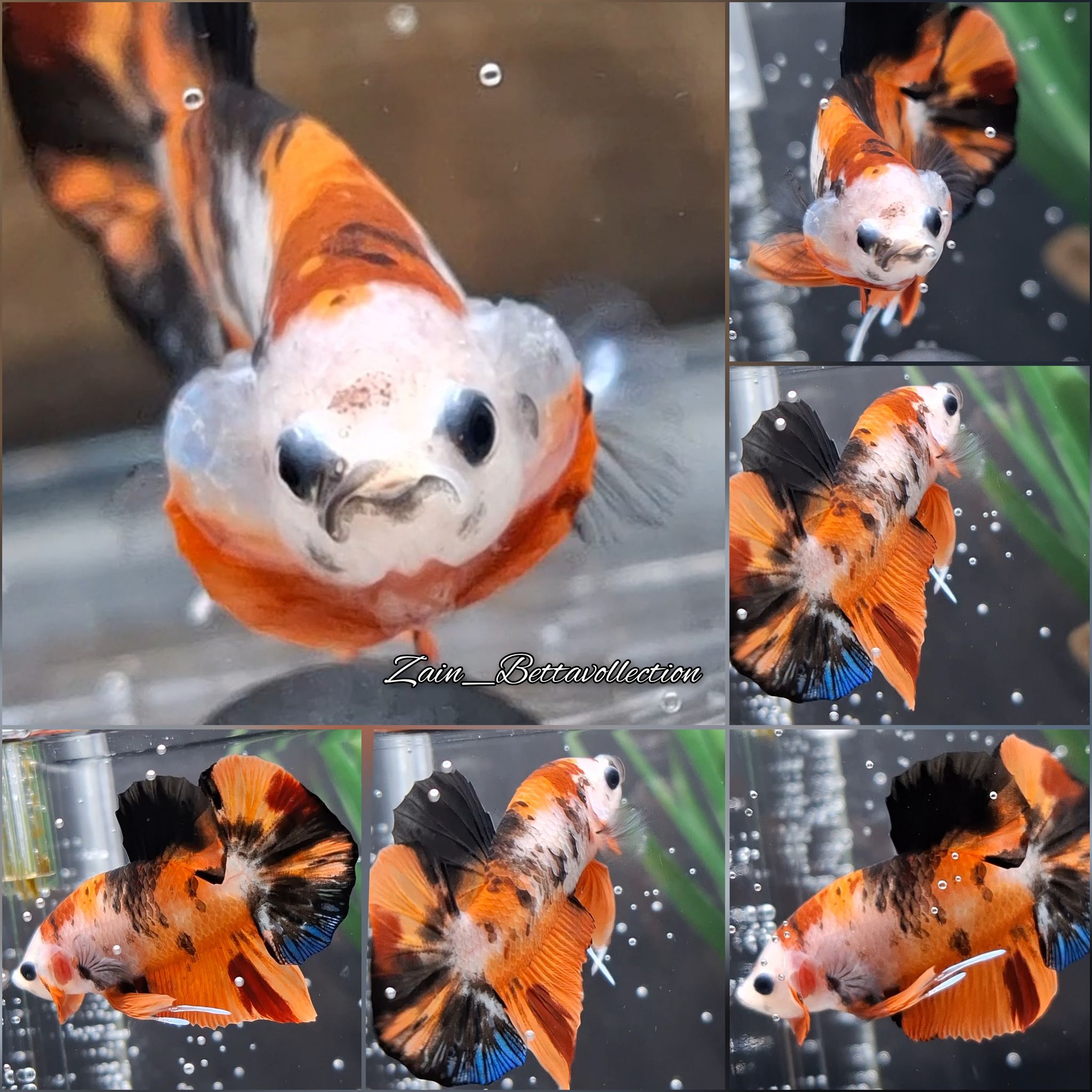 Monkey Face Koi Betta Fish