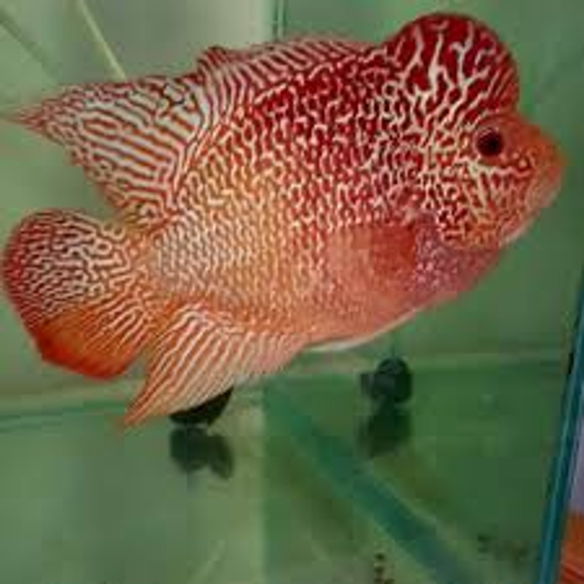 golden red flowerhorn