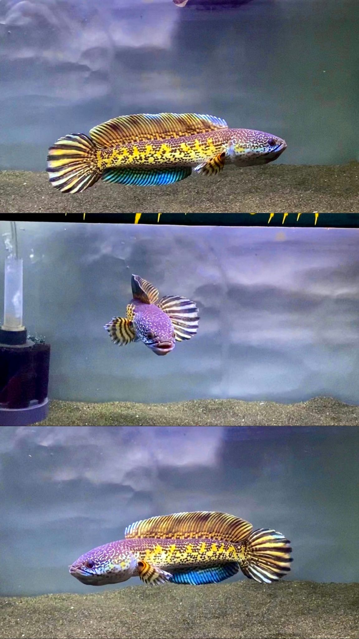 Channa Golden Cobra