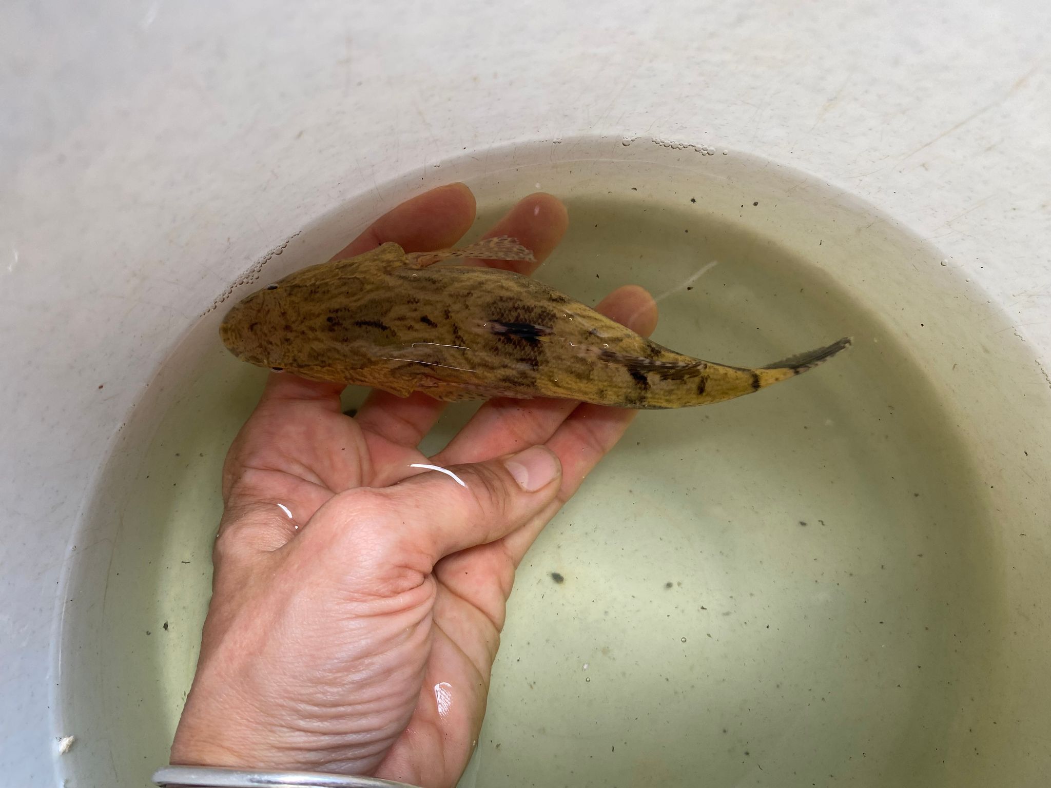 Marble goby (Soon Hock)