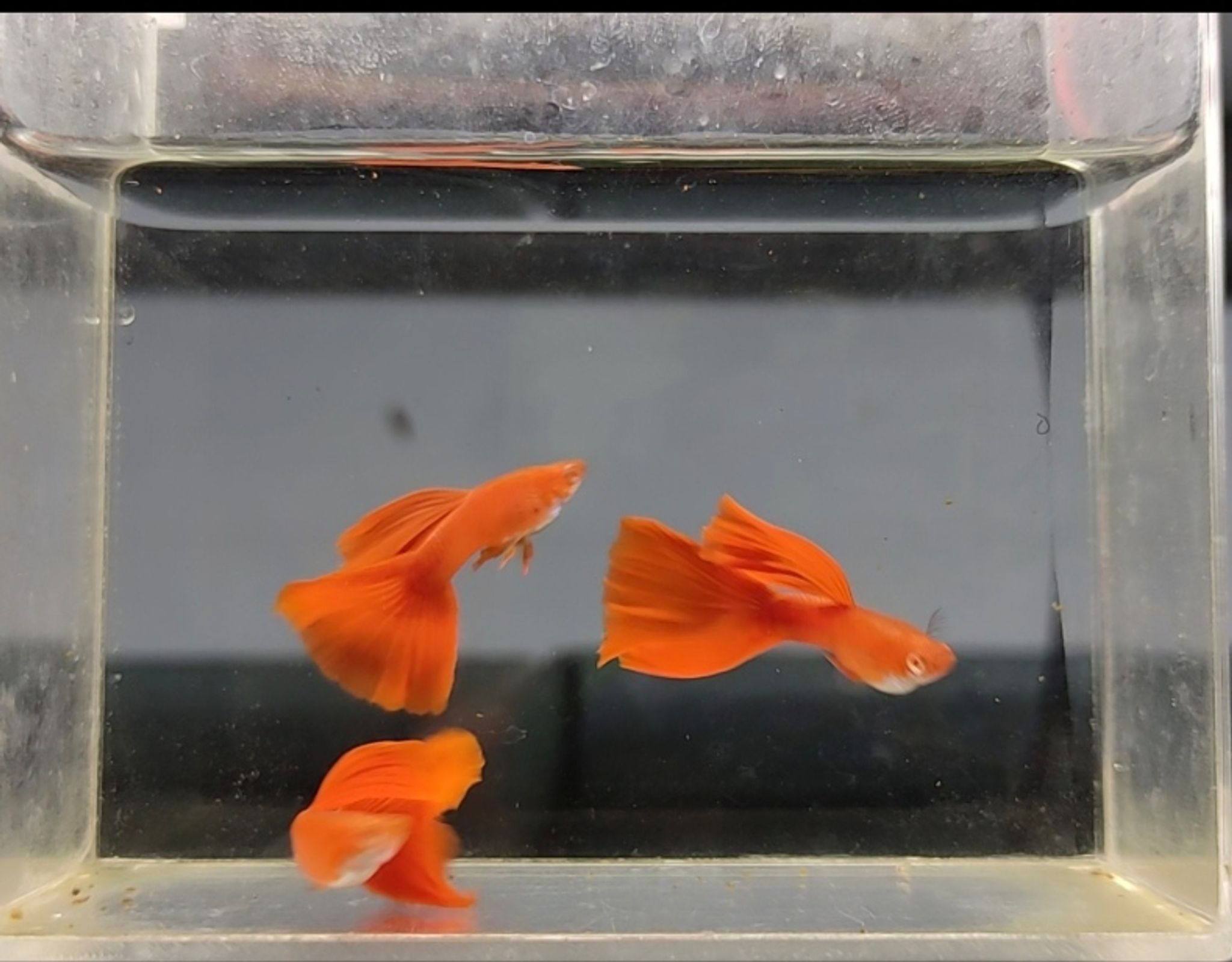 Higher Care Guppy albino full red