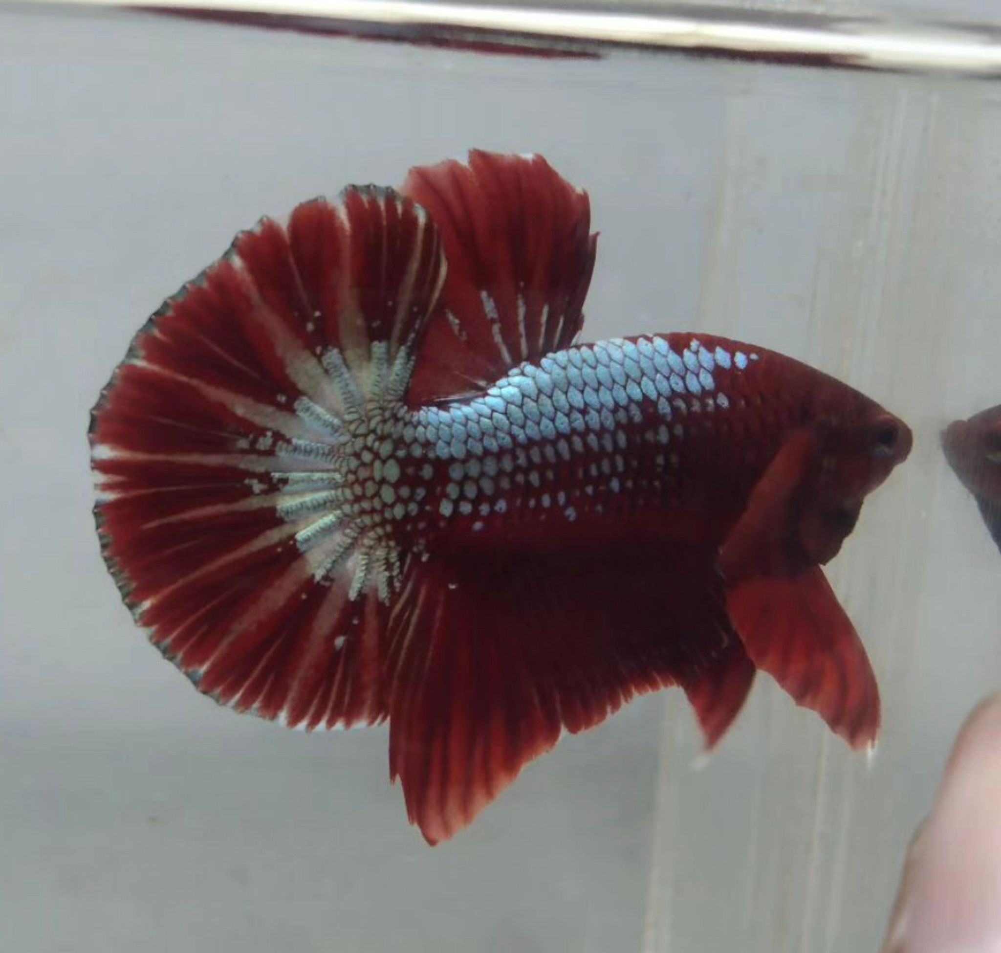 Betta Halfmoon Plakat Red White Fancy Copper