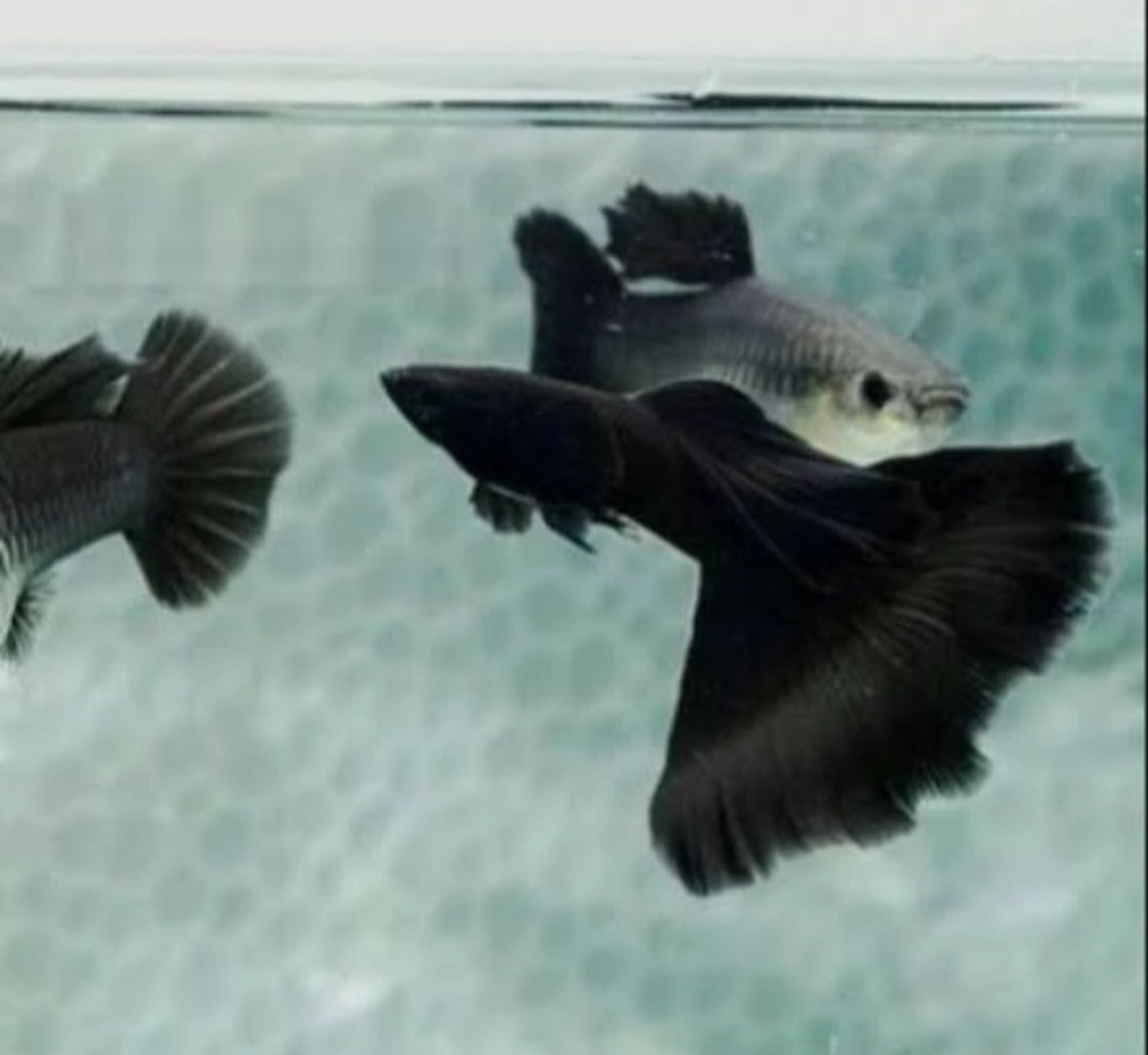 Guppy black moscow