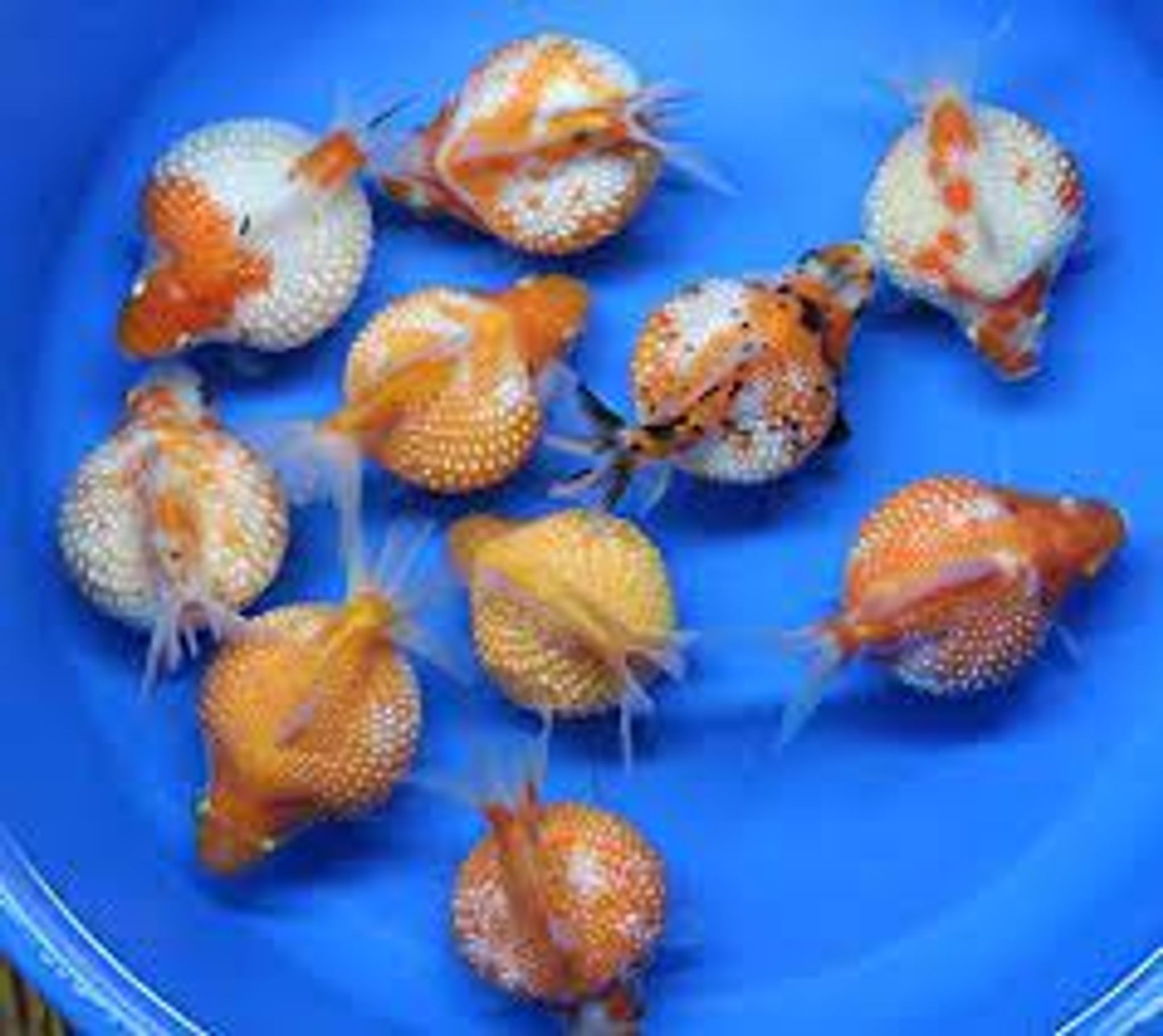 Pearlscale goldfish 4cm