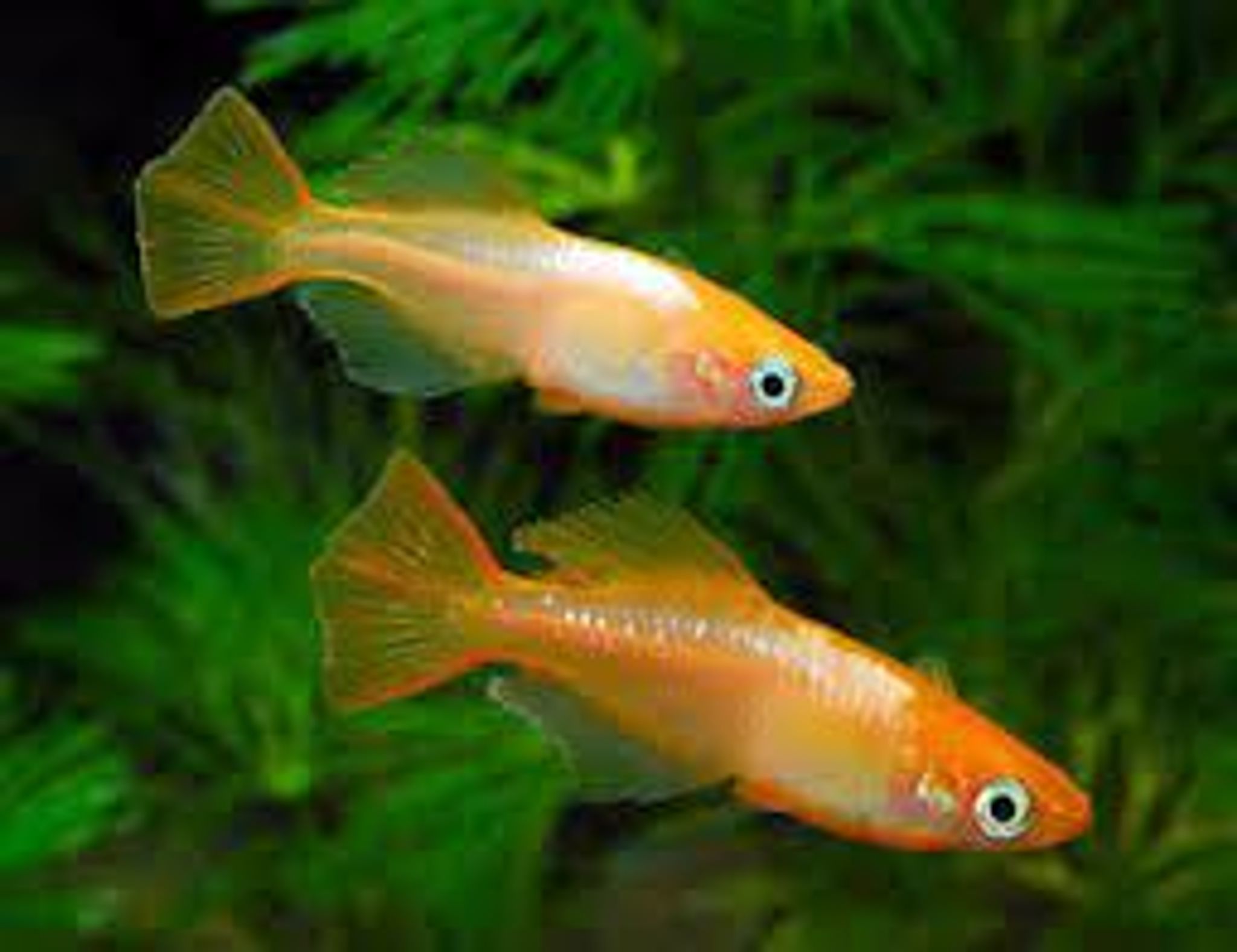 Red stardust ricefish 2cm