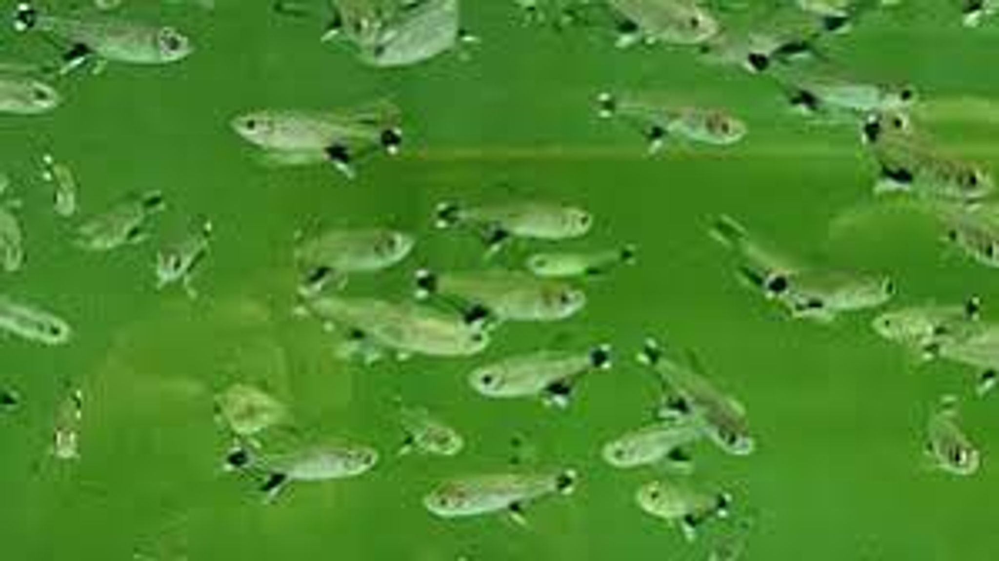 White spot tetra 2.5cm