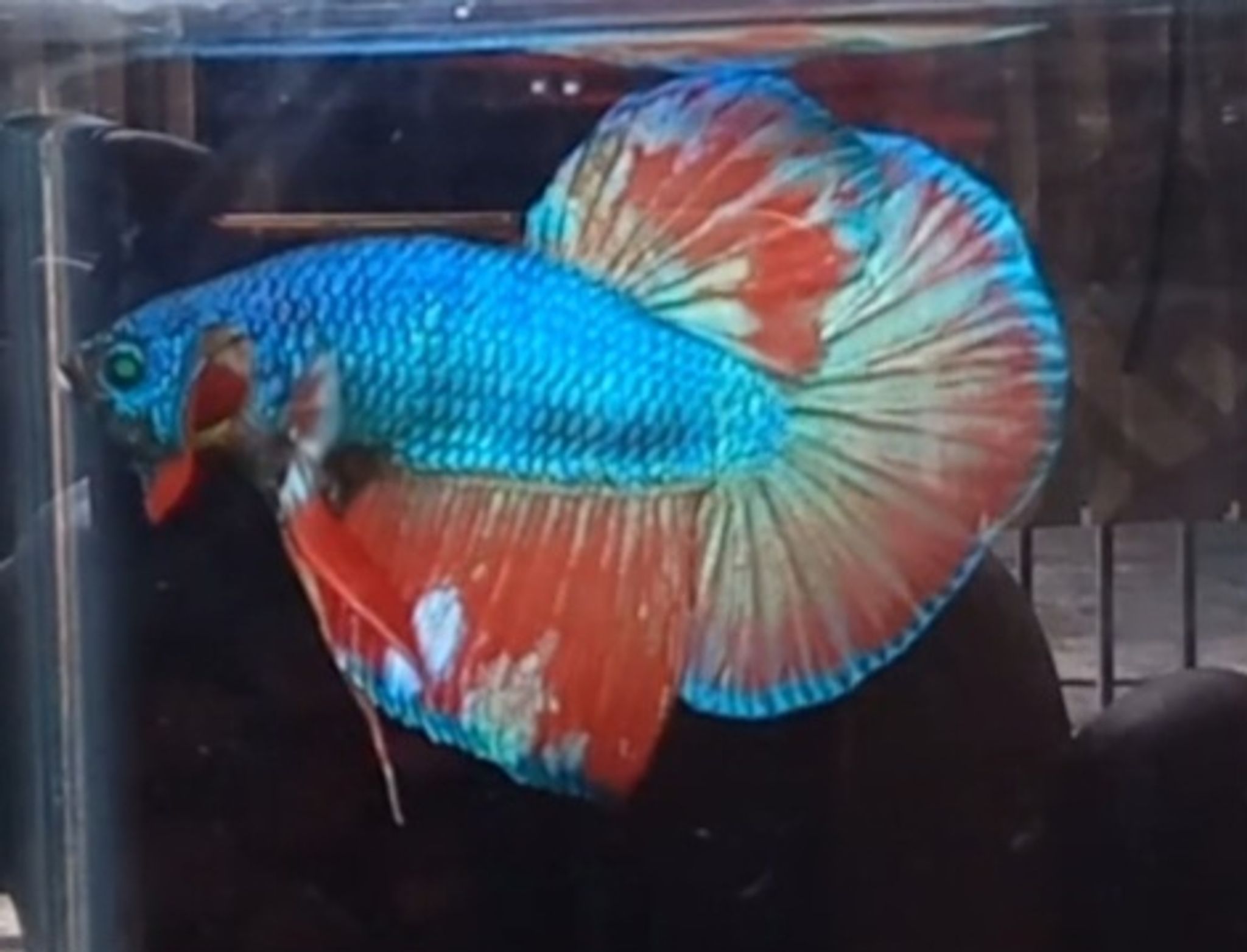 HMPK