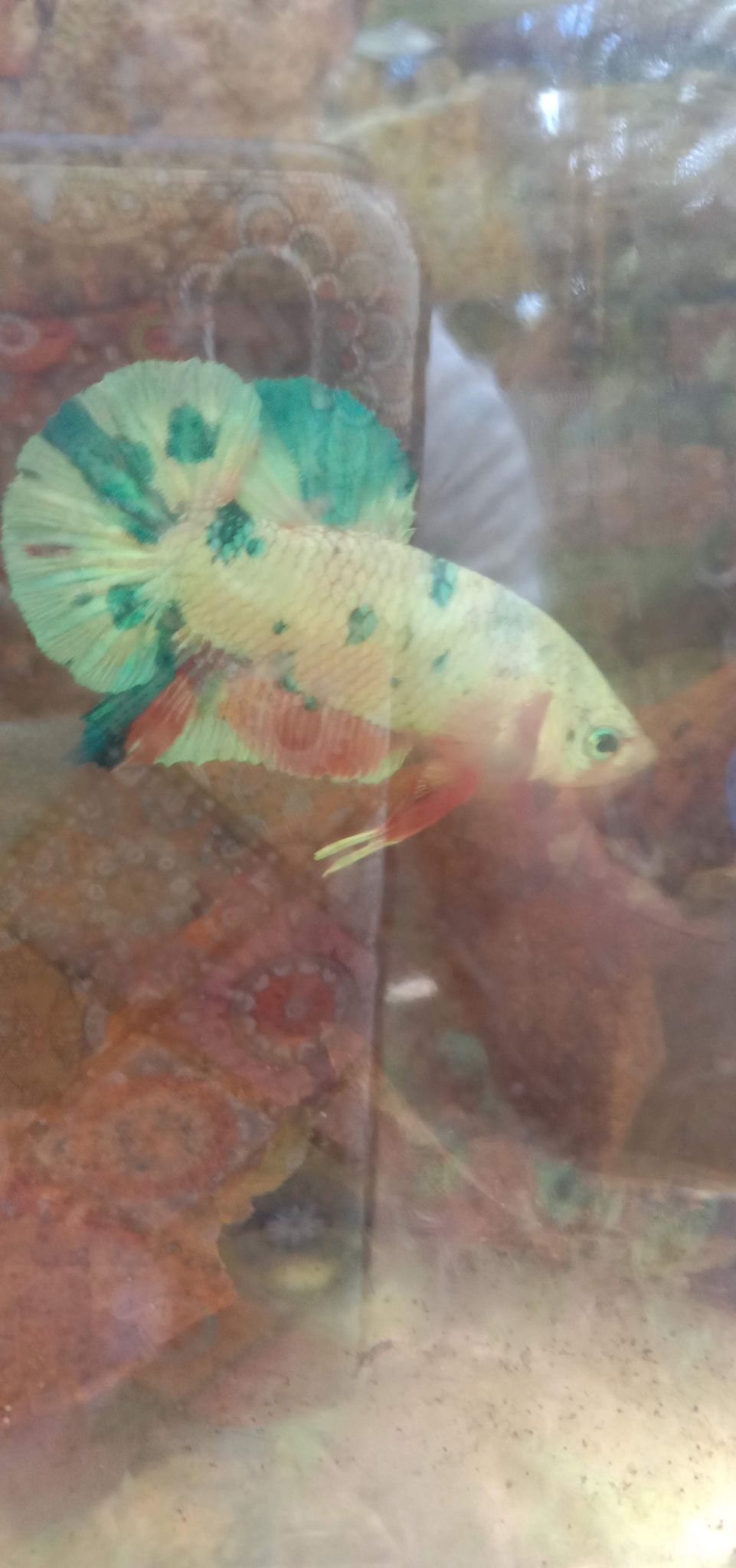 Bettamultycolour