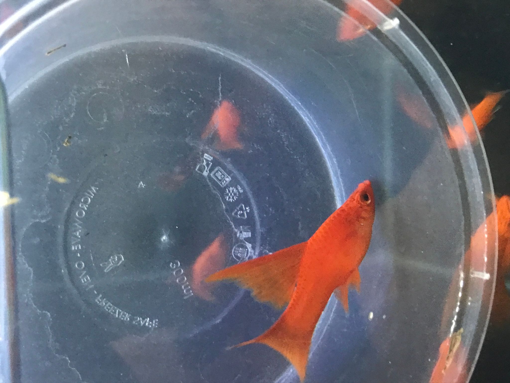Blood red lyretail sword tail 4-5 cm