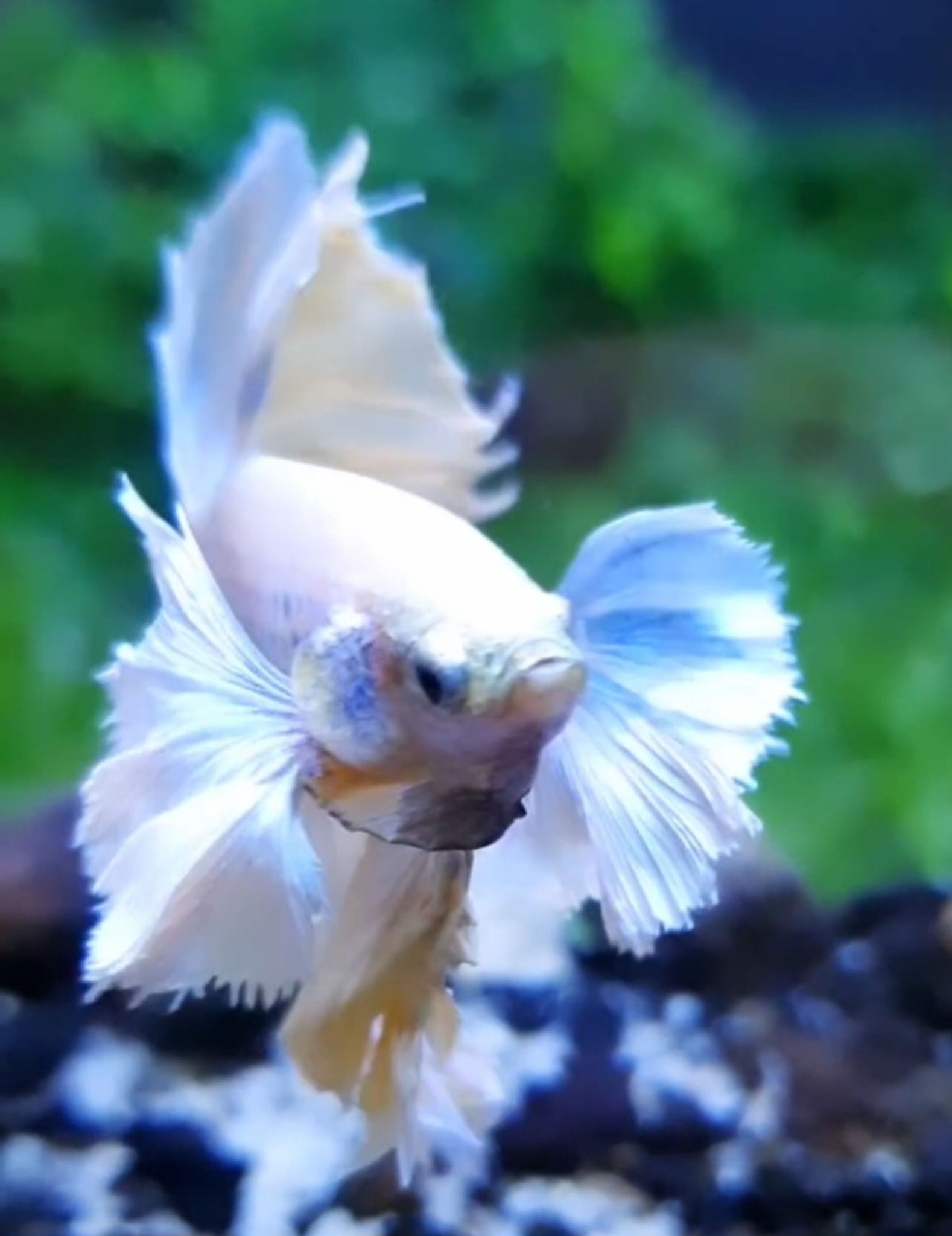 Halfmoon dumbo ear