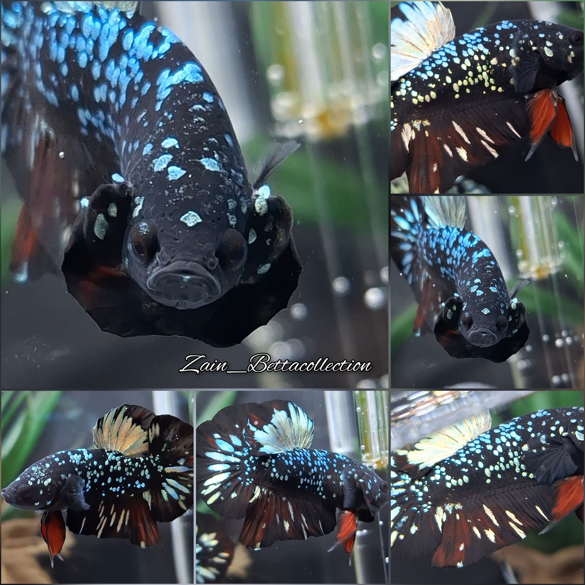 Black Star Galaxy Copper Gold Betta Fish Stardust Luxurious