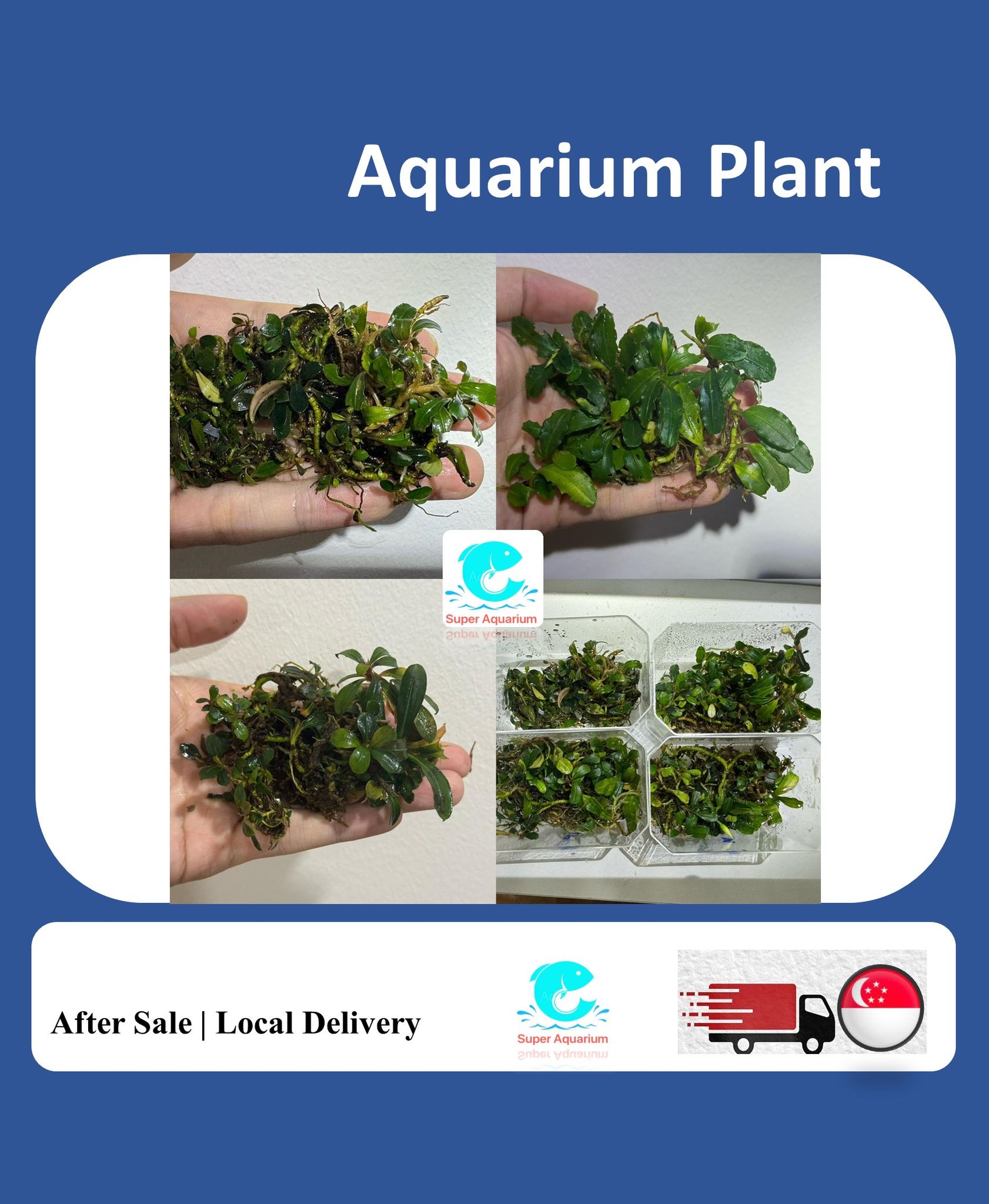 Aquarium Live Aquatic Moss Assorted Moss Mesh (7x7cm)
