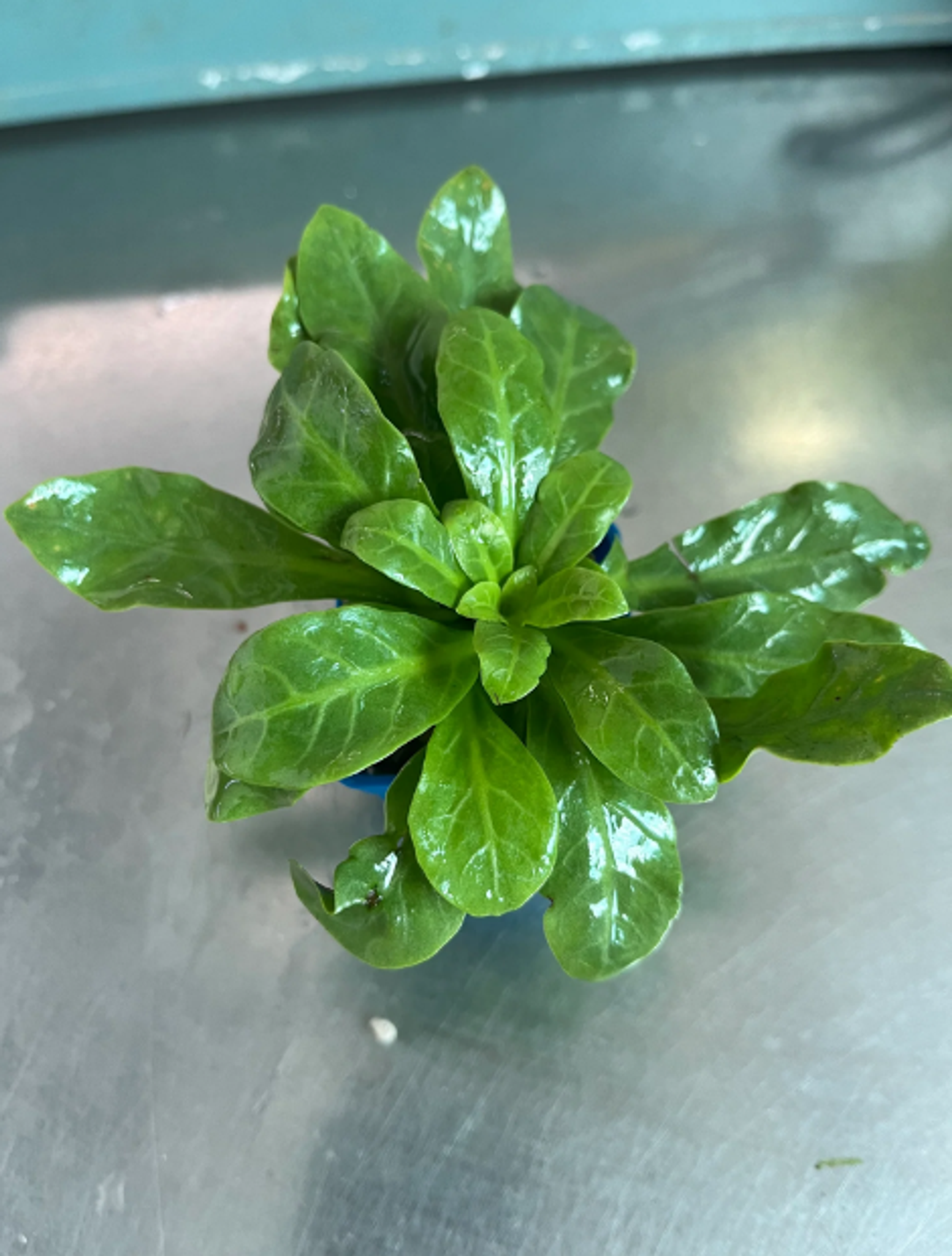 Rorippa Species