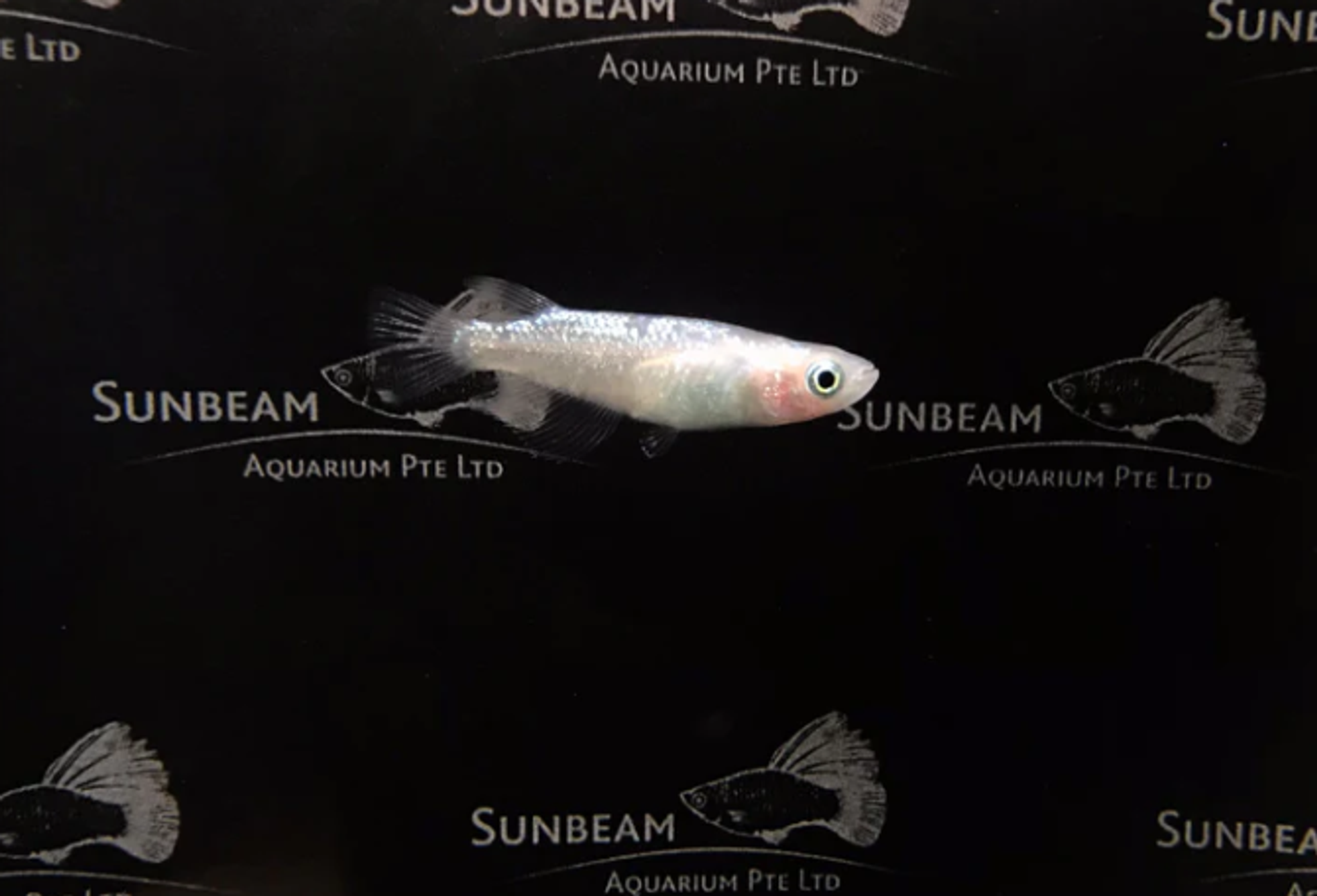 Blue Diamond Ricefish 2cm x 5pc