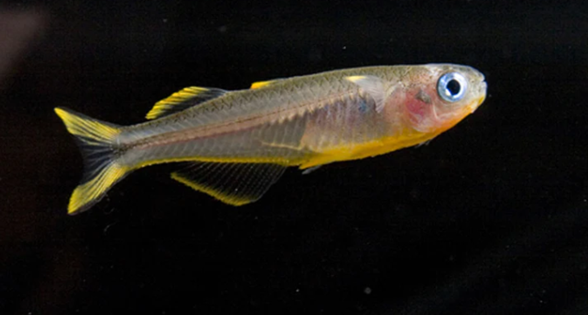 Forktail Rainbow 2cm