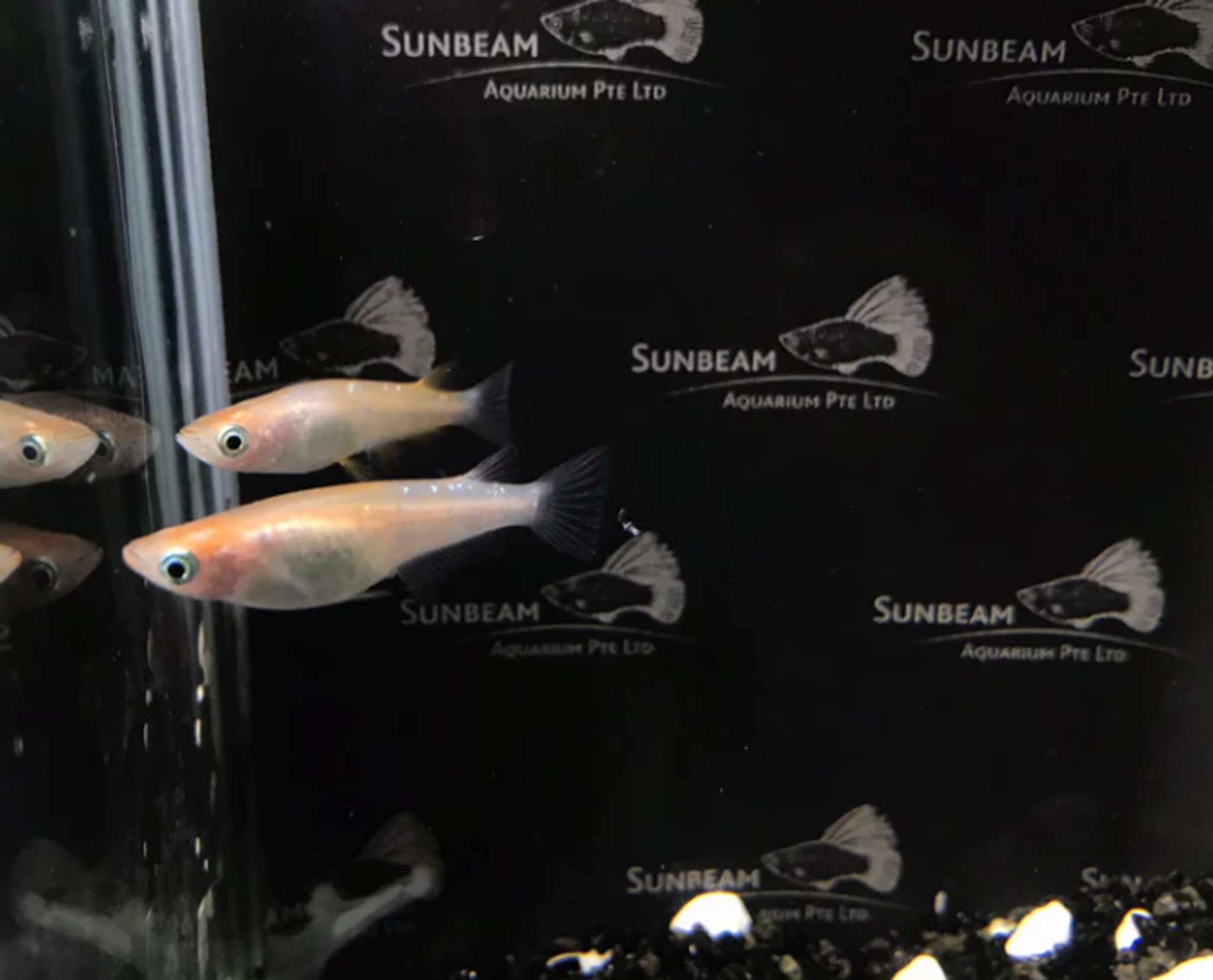 Red and White Stardust Ricefish 2cm