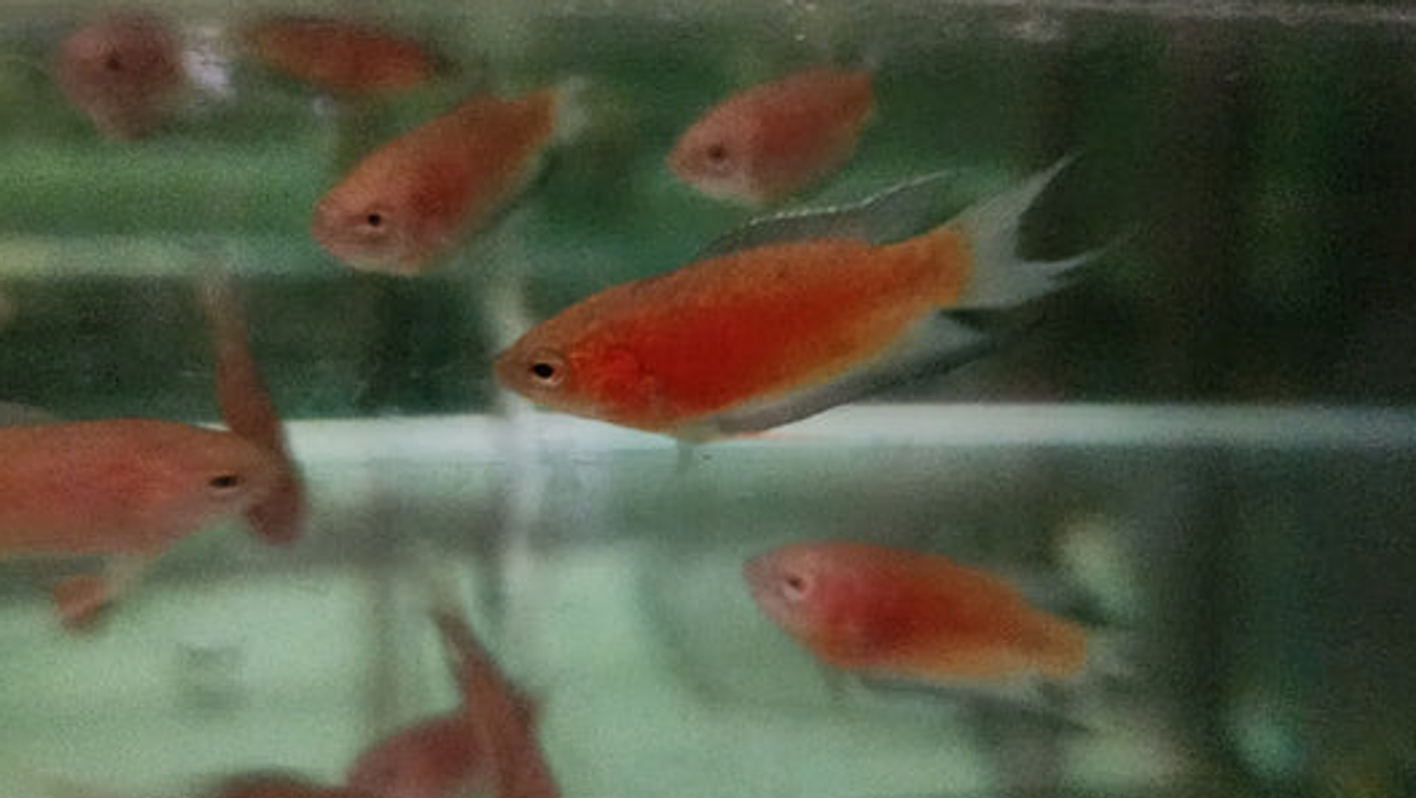 Red Paradise Fish 4cm