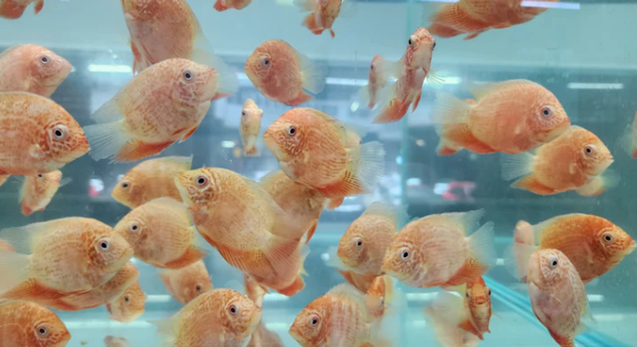Red severum 5-6cm