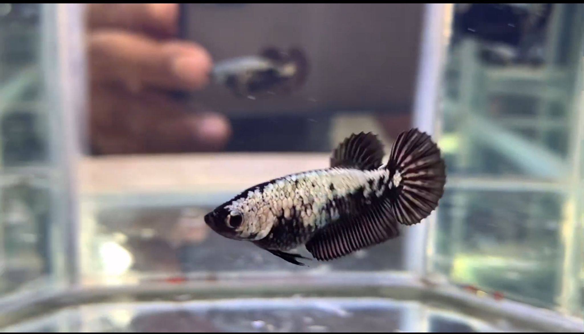 Betta Black Samurai (Female) Code 01