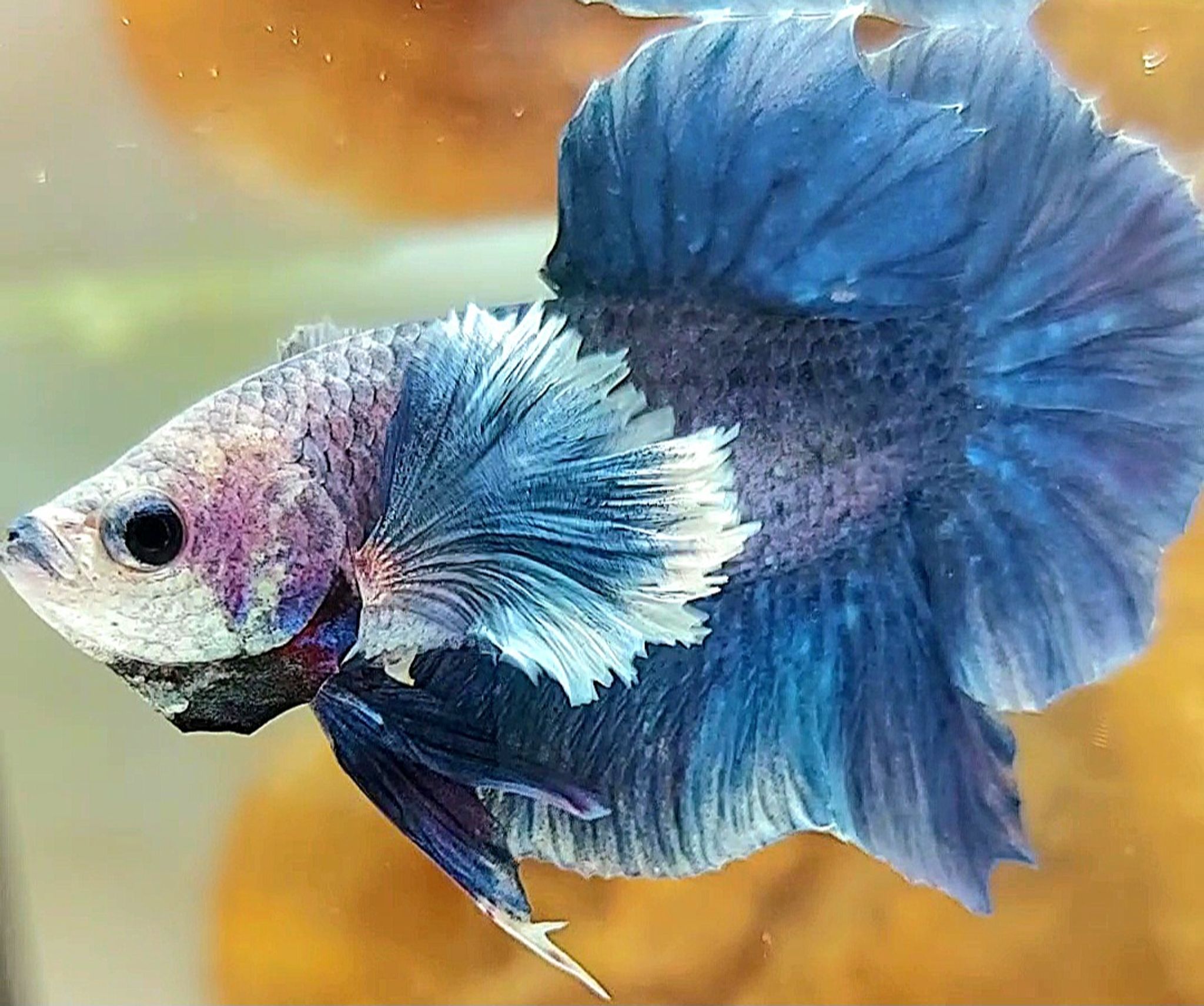 PLAKAT SUPER DUMBO EAR GRIZZLE DARK BLUE RARE