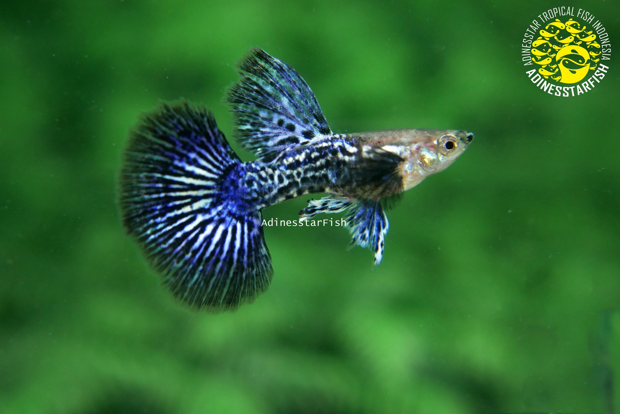 Blue Dragon Big Dorsal