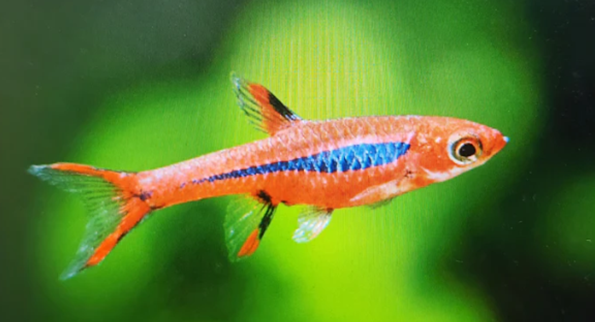 Boraras Brigittae 1cm