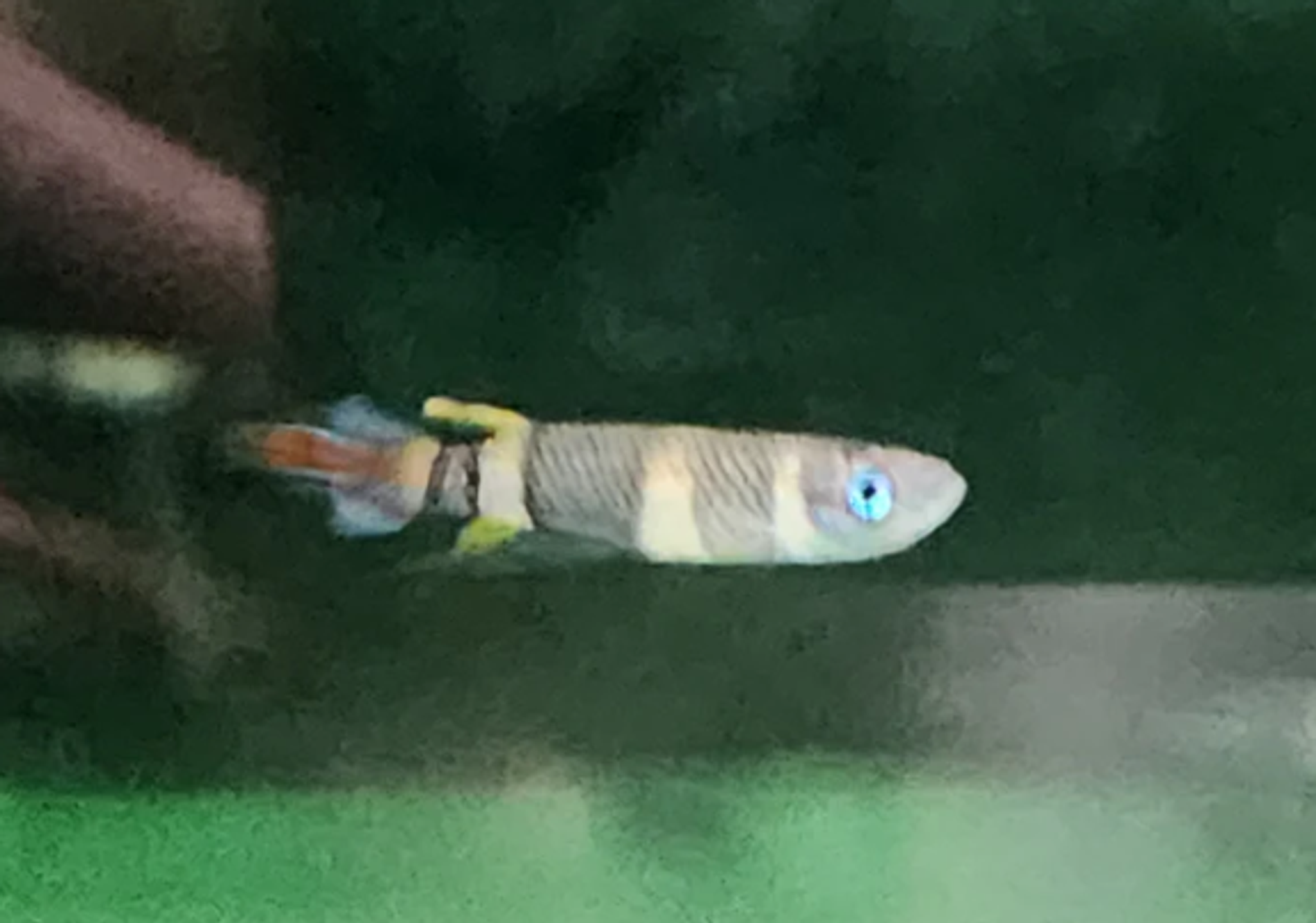 Clown killie fish 1-1.5cm