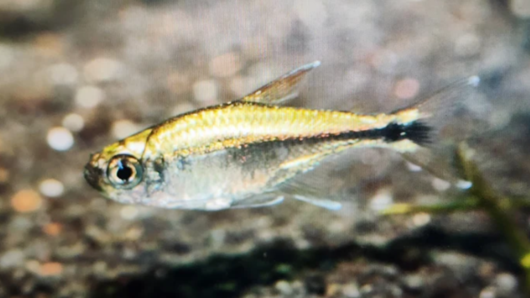 Gold tetra 1.5cm