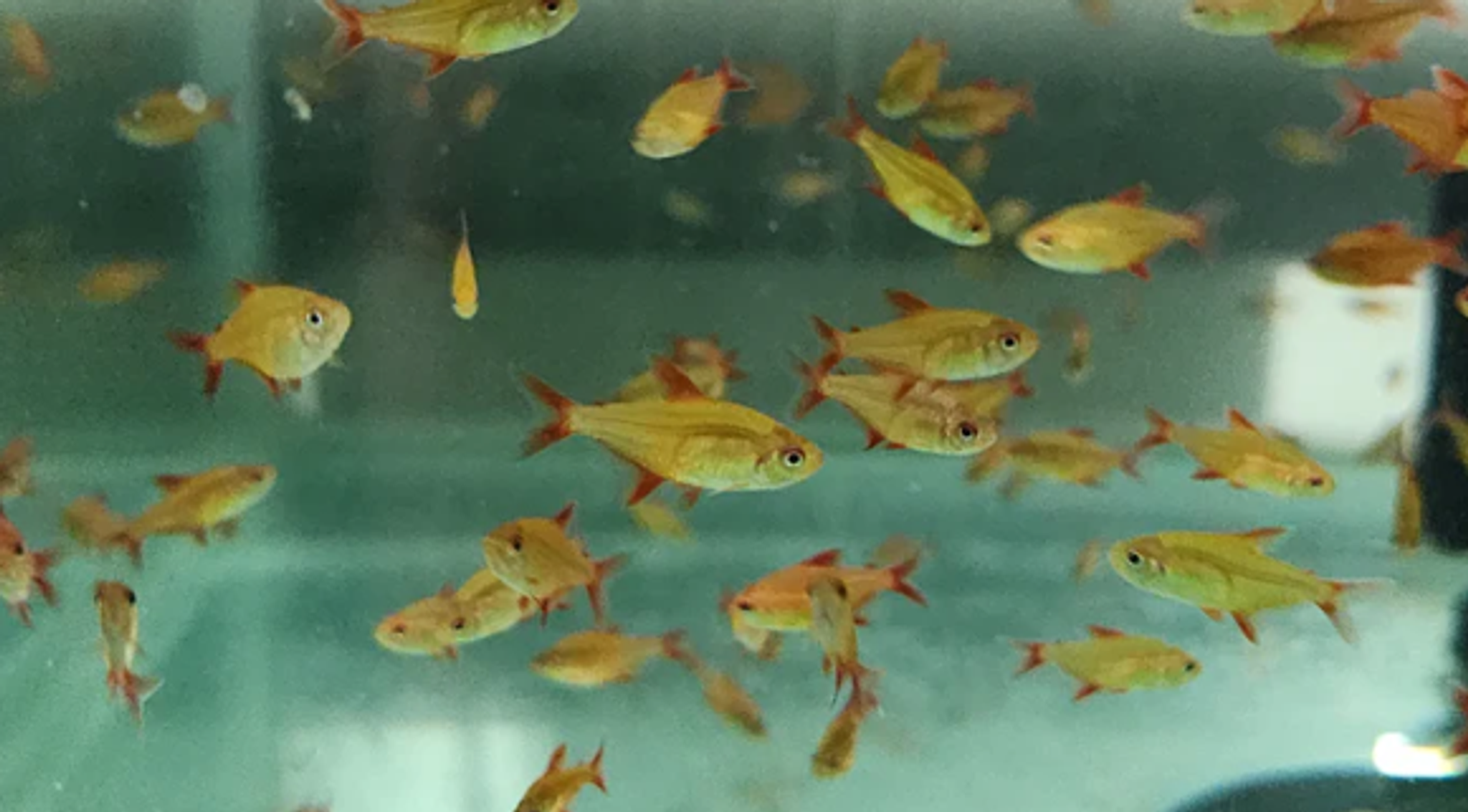 Red Cherry tetras 2.5-3cm