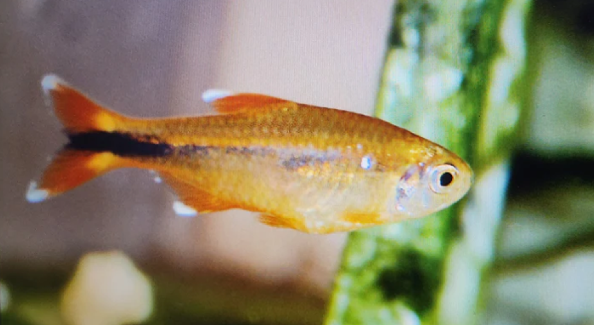 Silver tip tetra 3cm