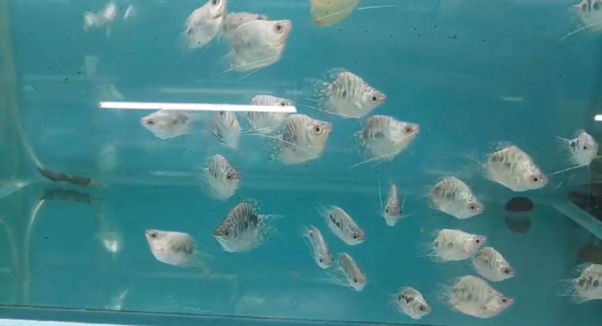 Balloon marble gourami