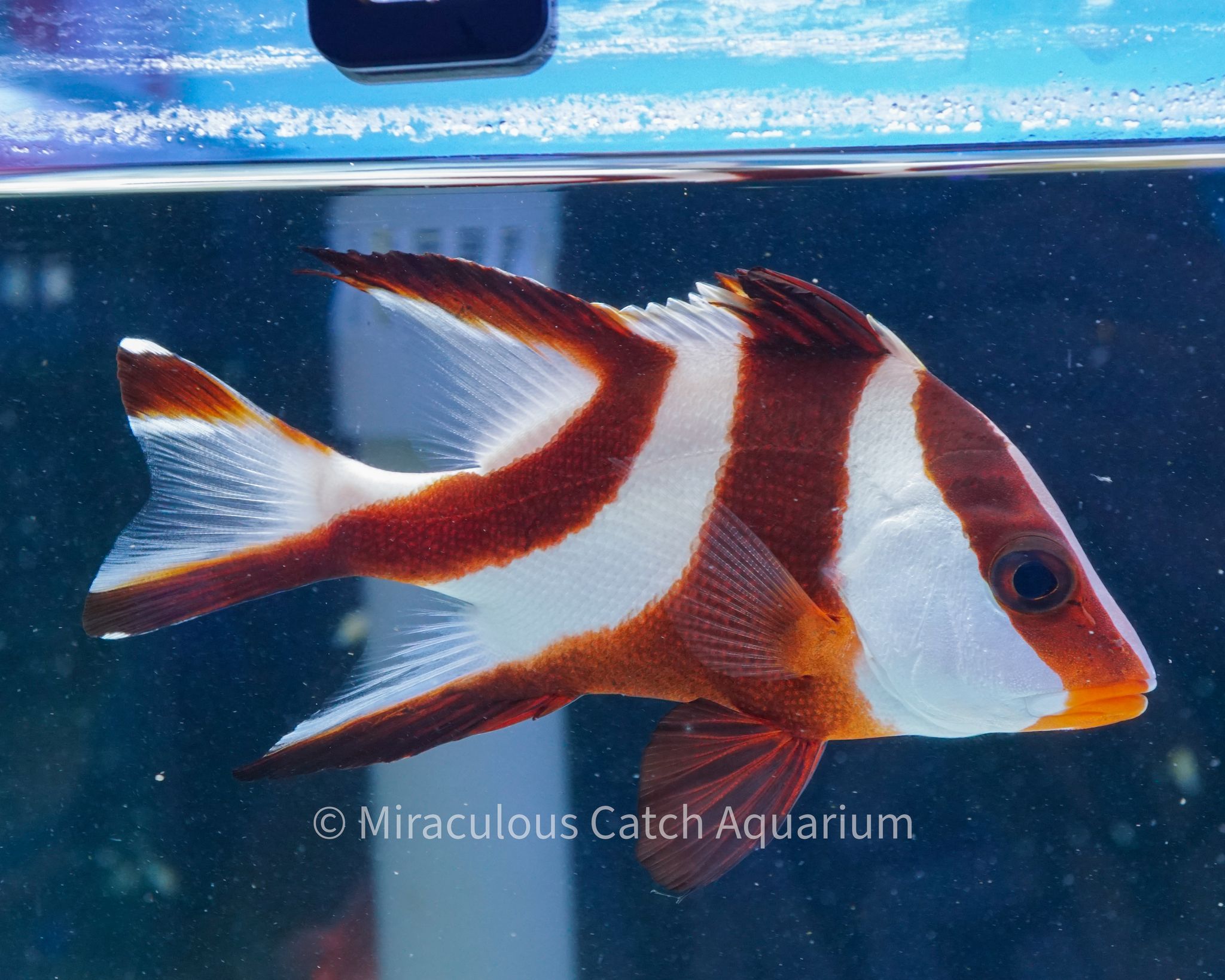 Red Emperor Snapper