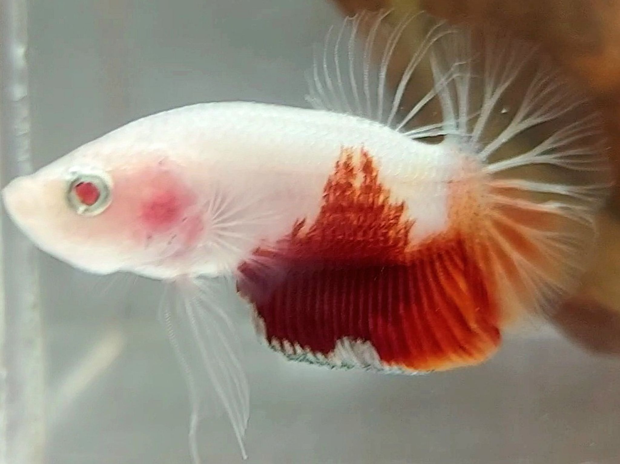 PLAKAT KOI RED TANCHO #2