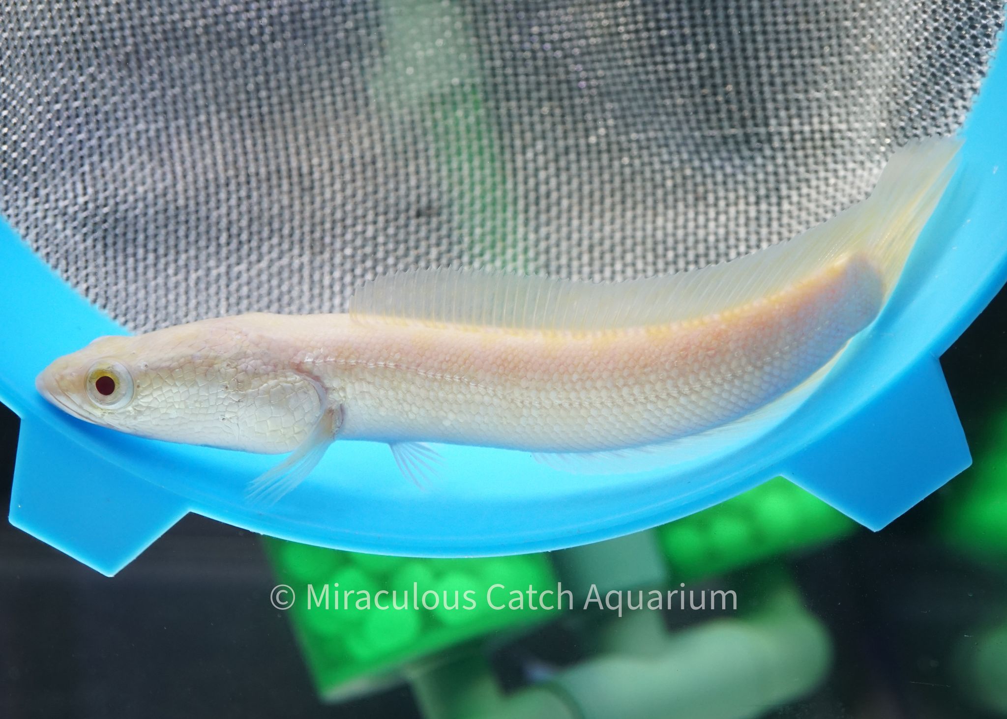 Albino Channa Argus (Northen Snakehead)