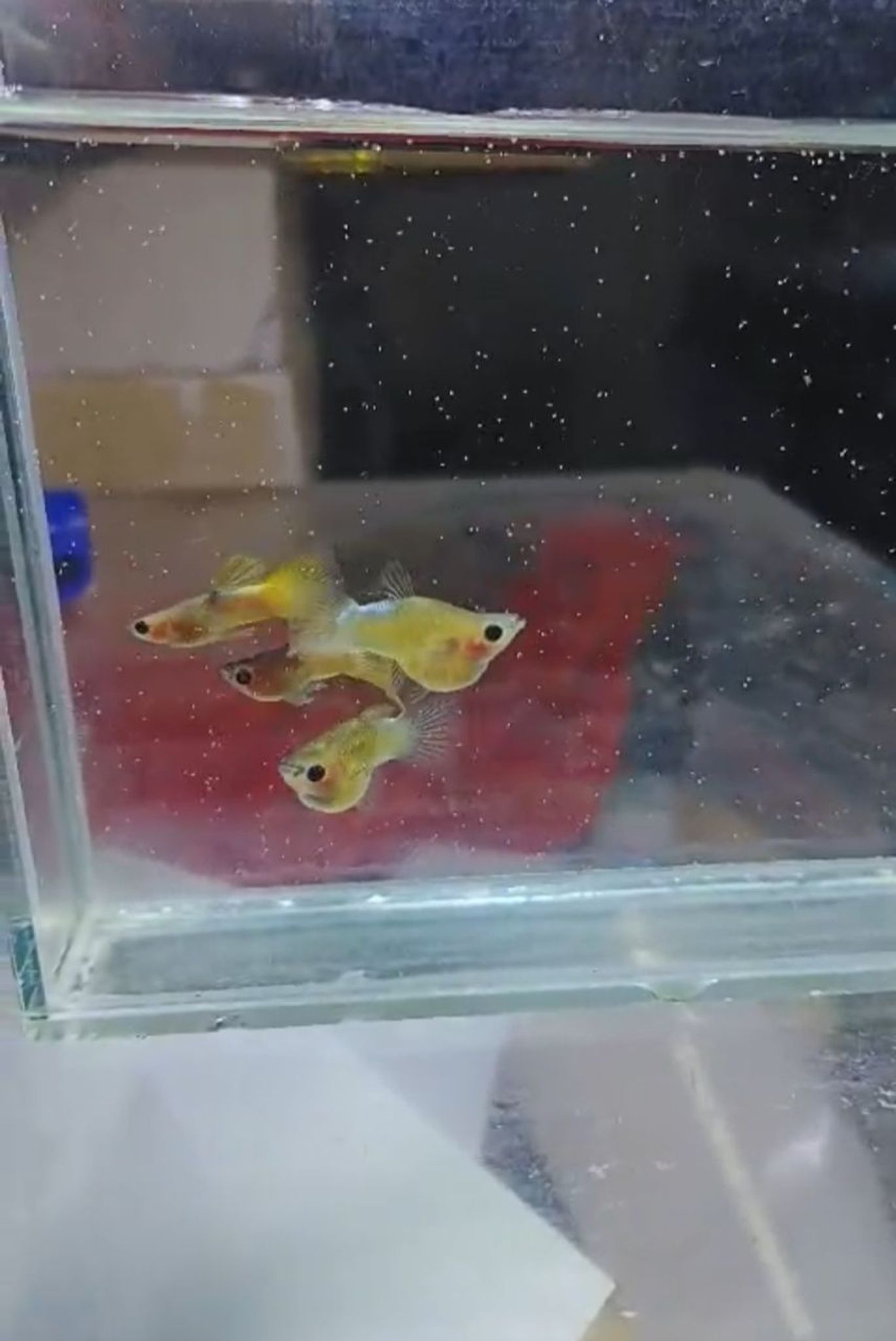 Pingku glass belly super short body guppy