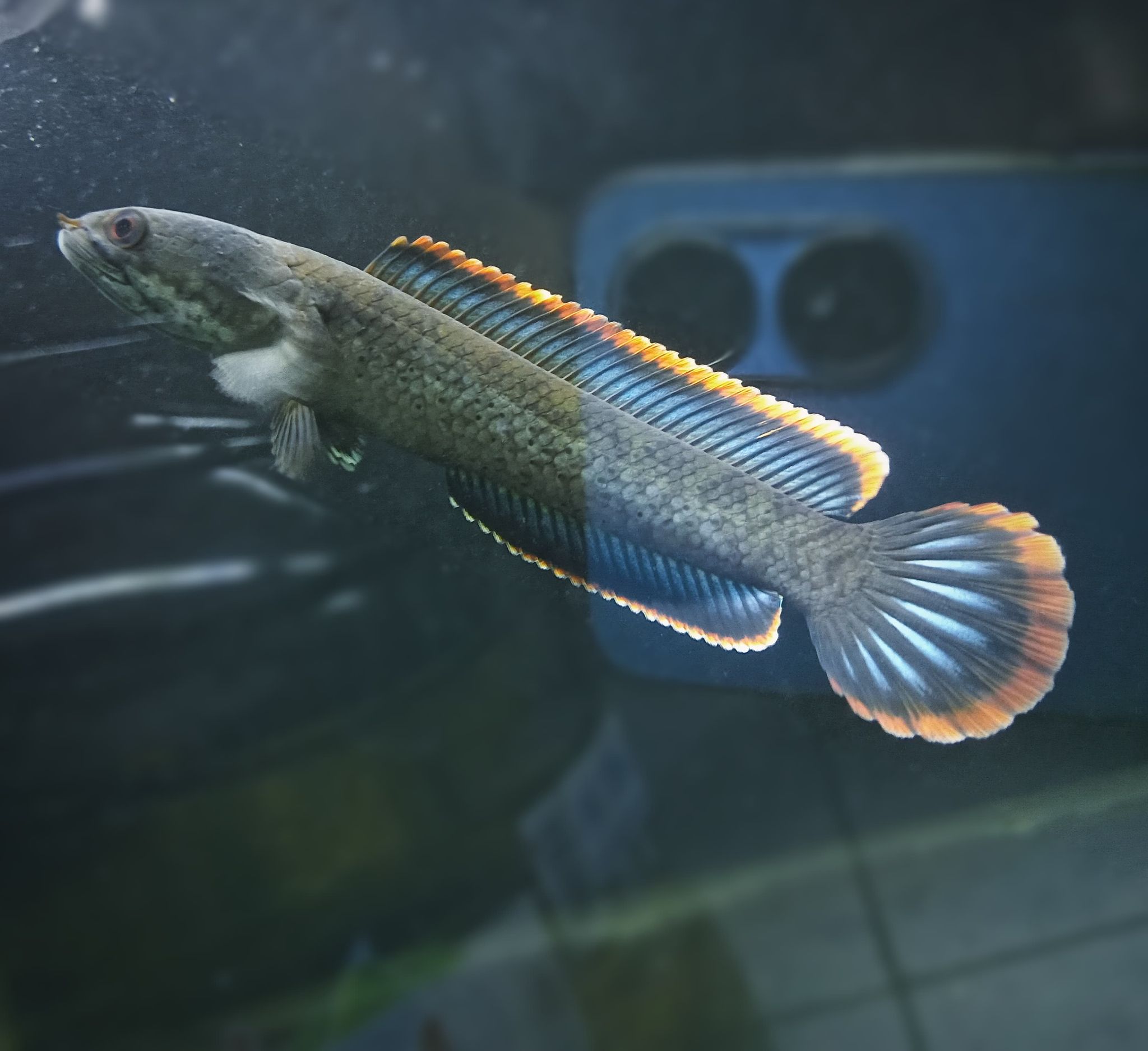 Channa Limbata Champion
