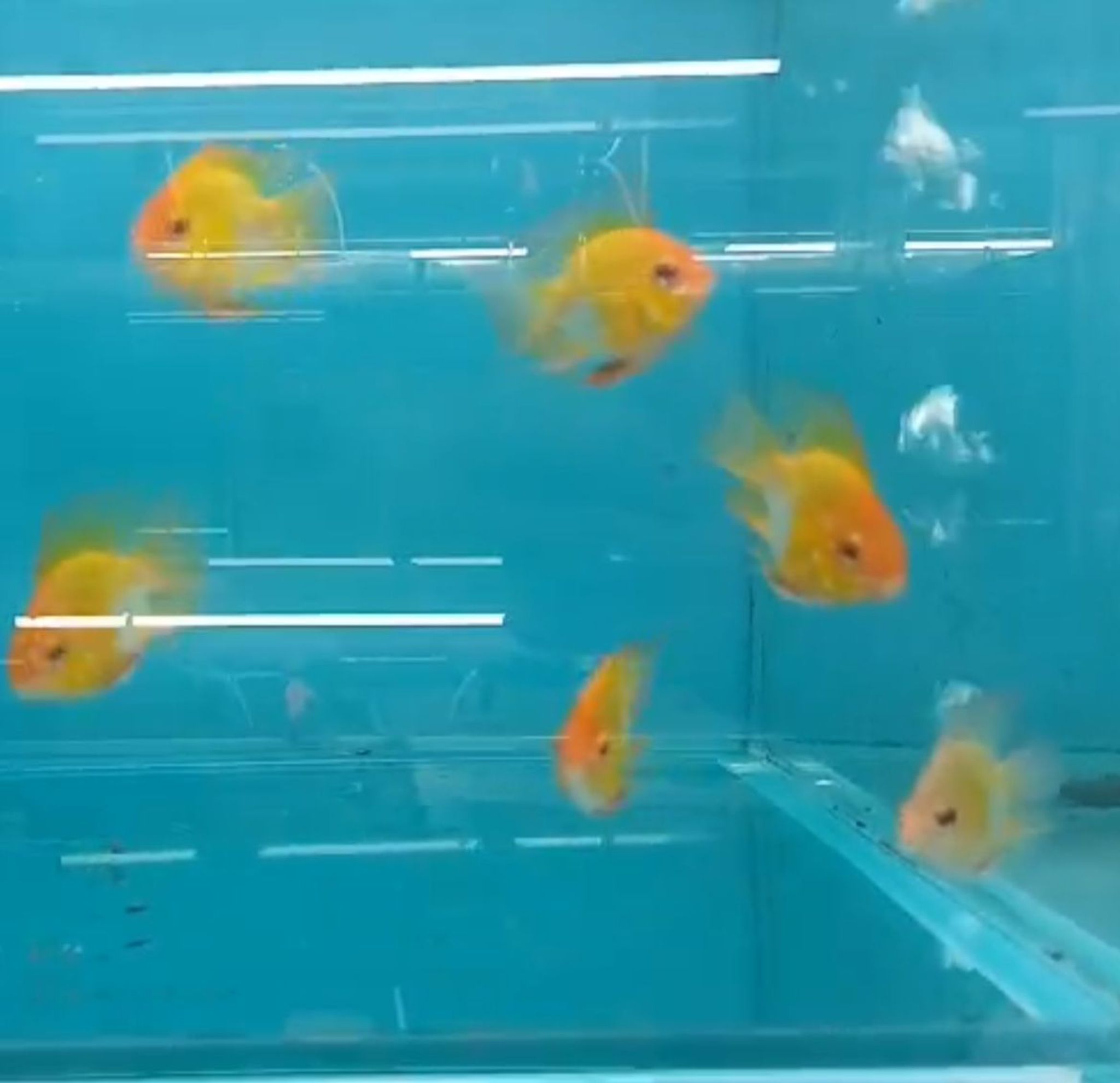 Balloon Gold Dwaft Cichlid