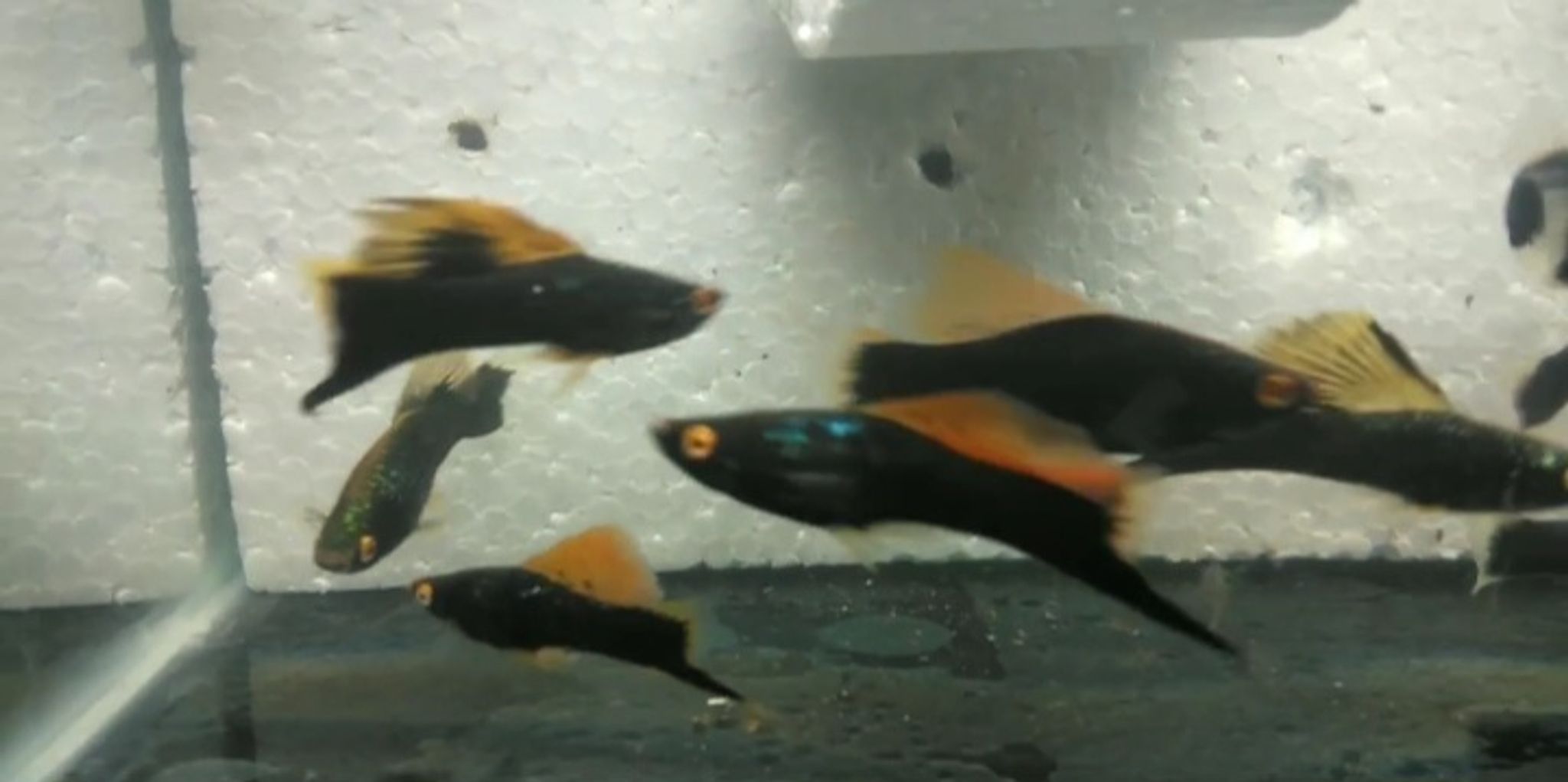 Platy rare item
