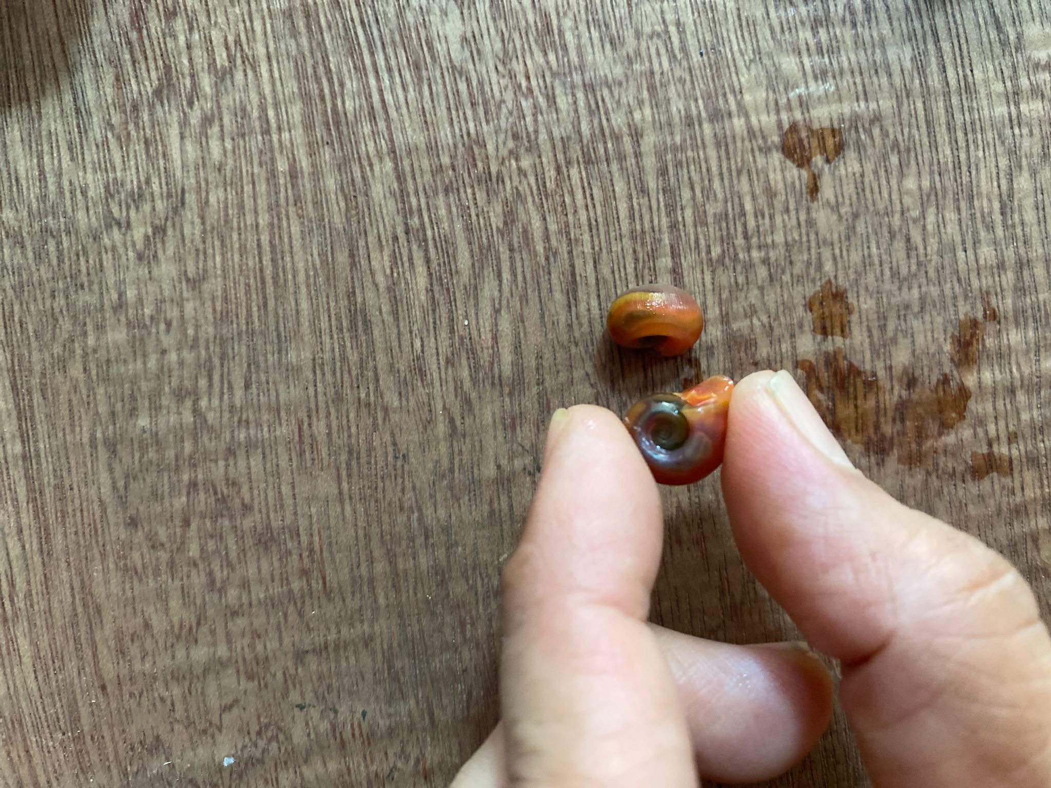 Red ramshorn snails (for feeding puffer fish)