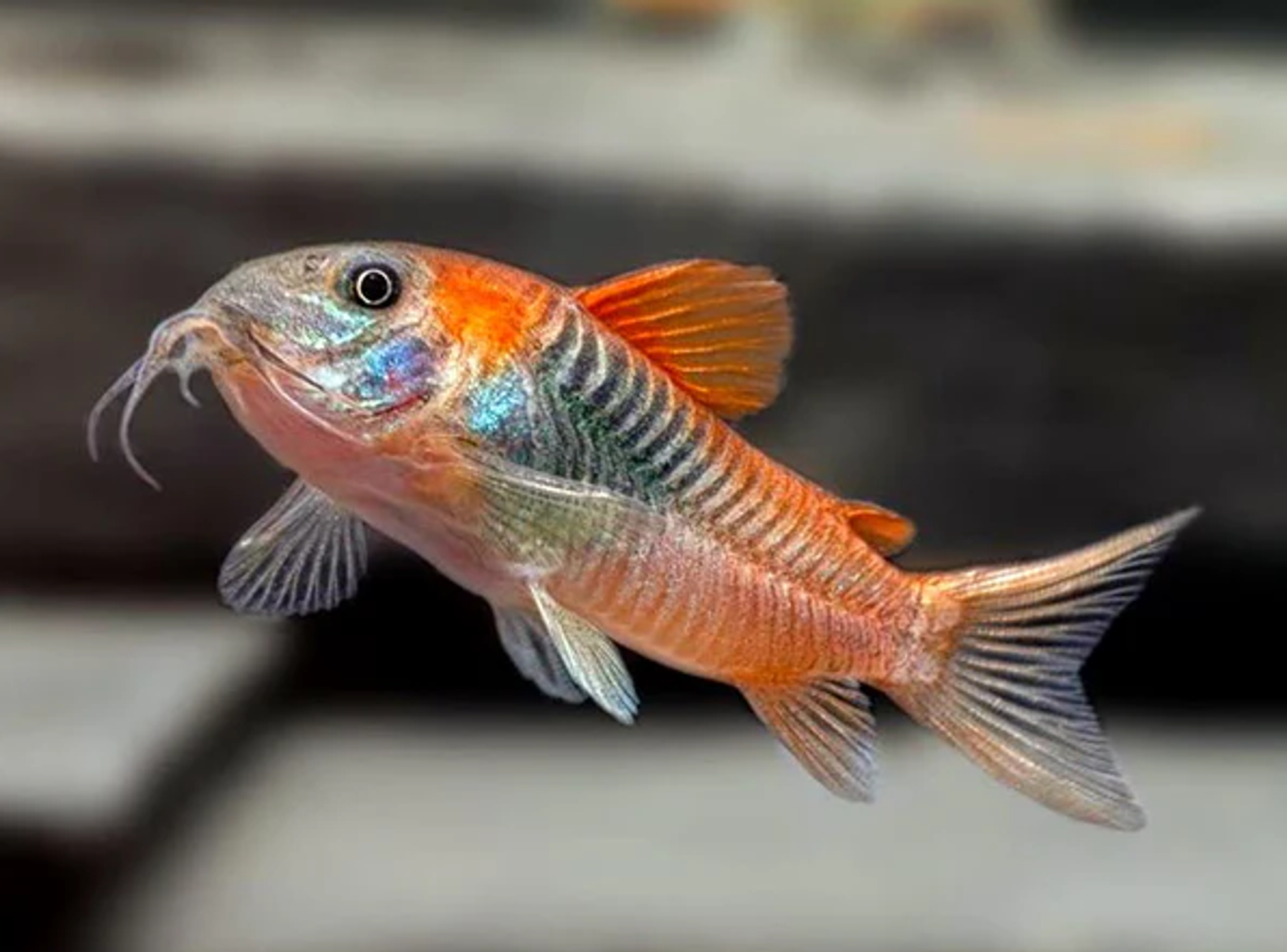 Corydoras Aeneus "Venezuela Orange"