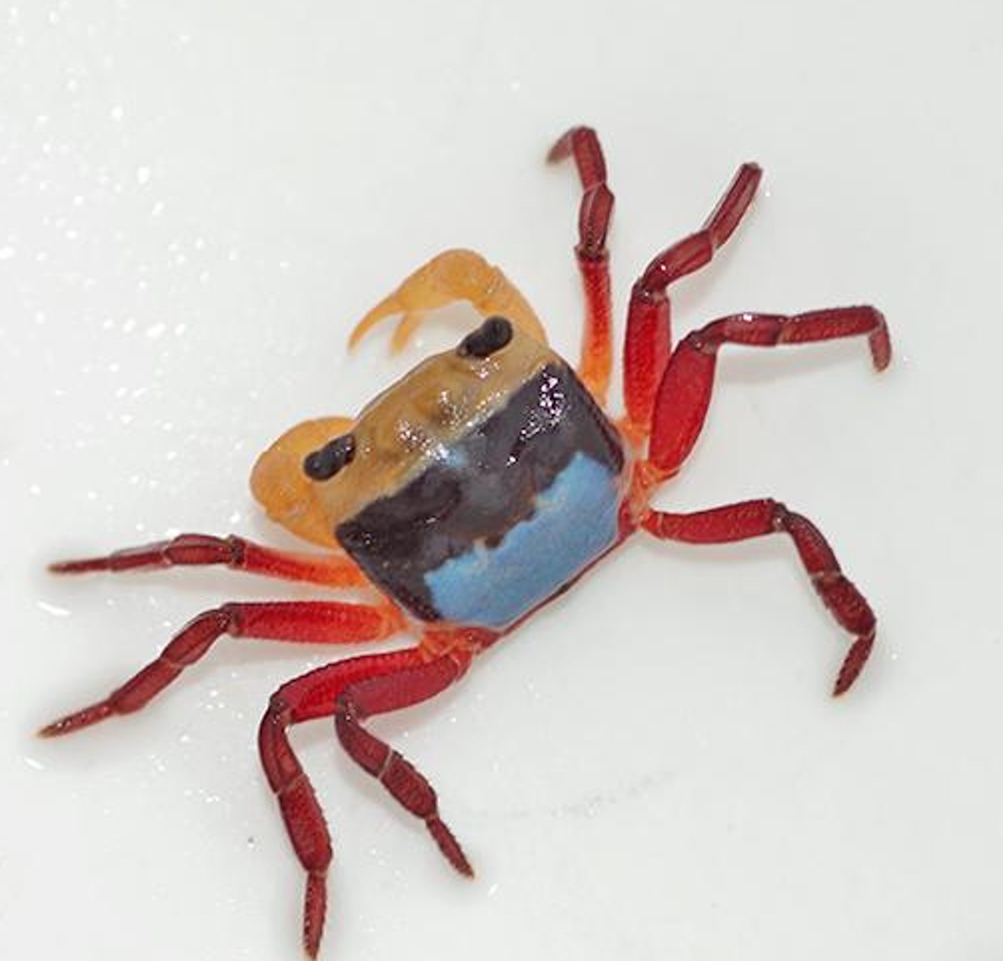 Lepidothelphusa sp. Tricolour Borneo