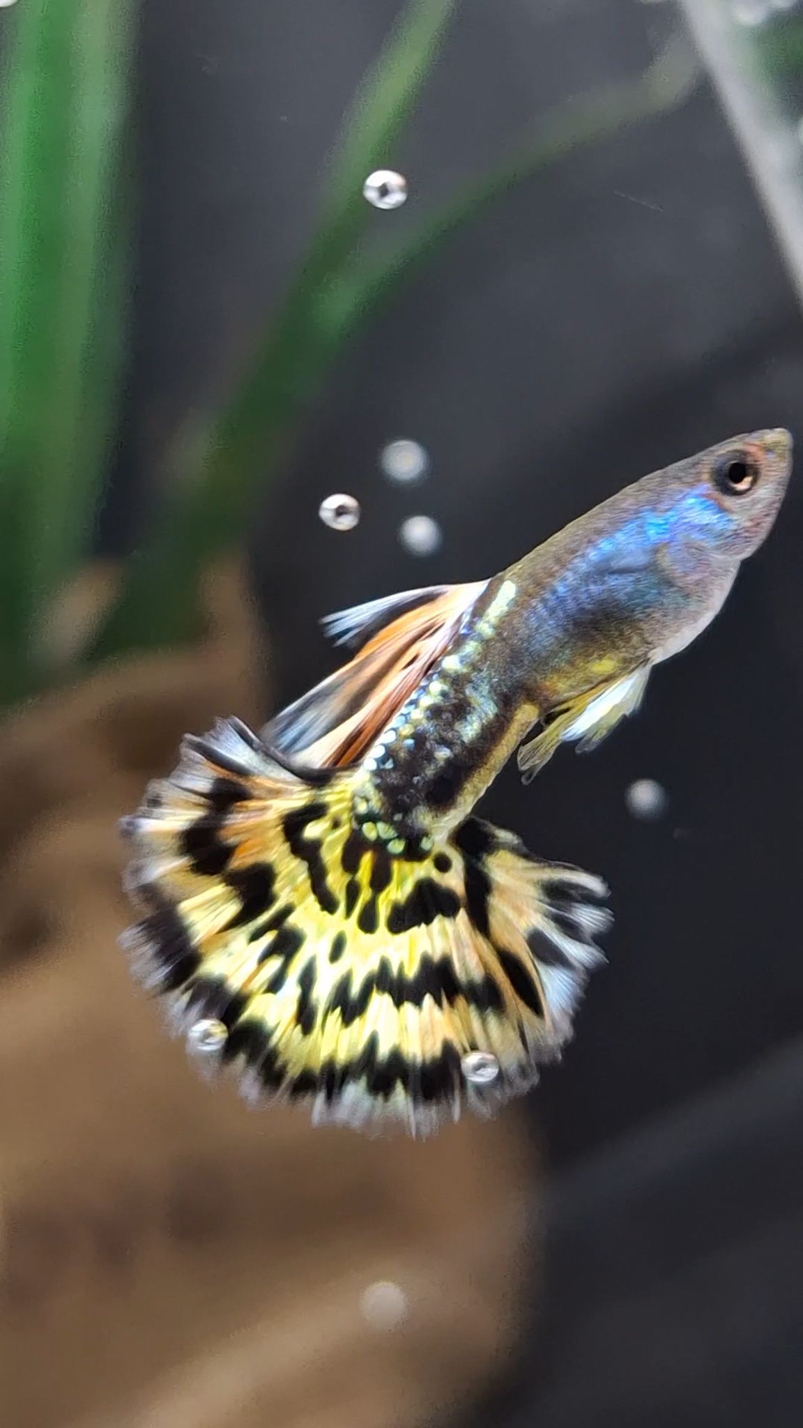 Higher Care Guppy Leopard