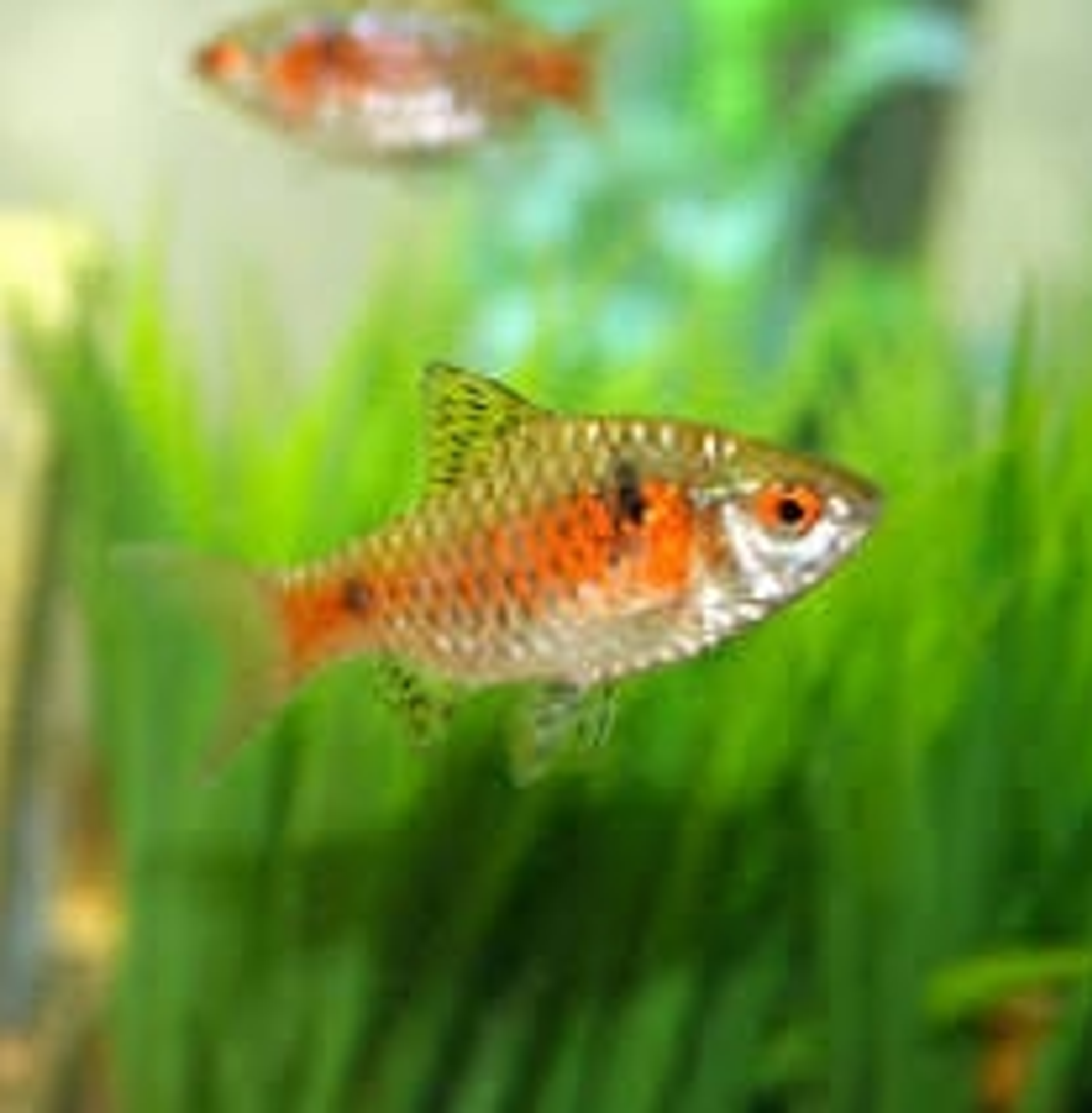 Odessa barb 3cm