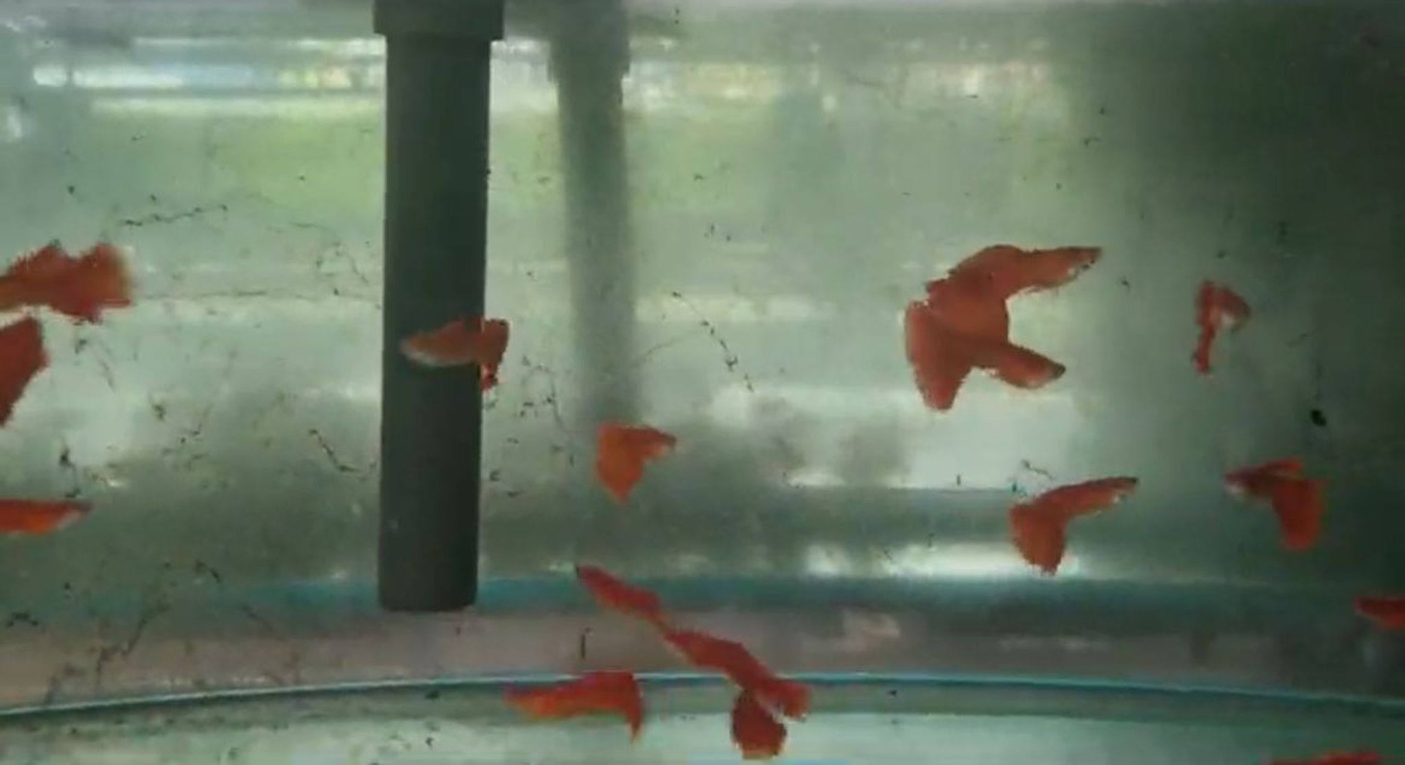 Albino full red guppy 2.5cm pairs