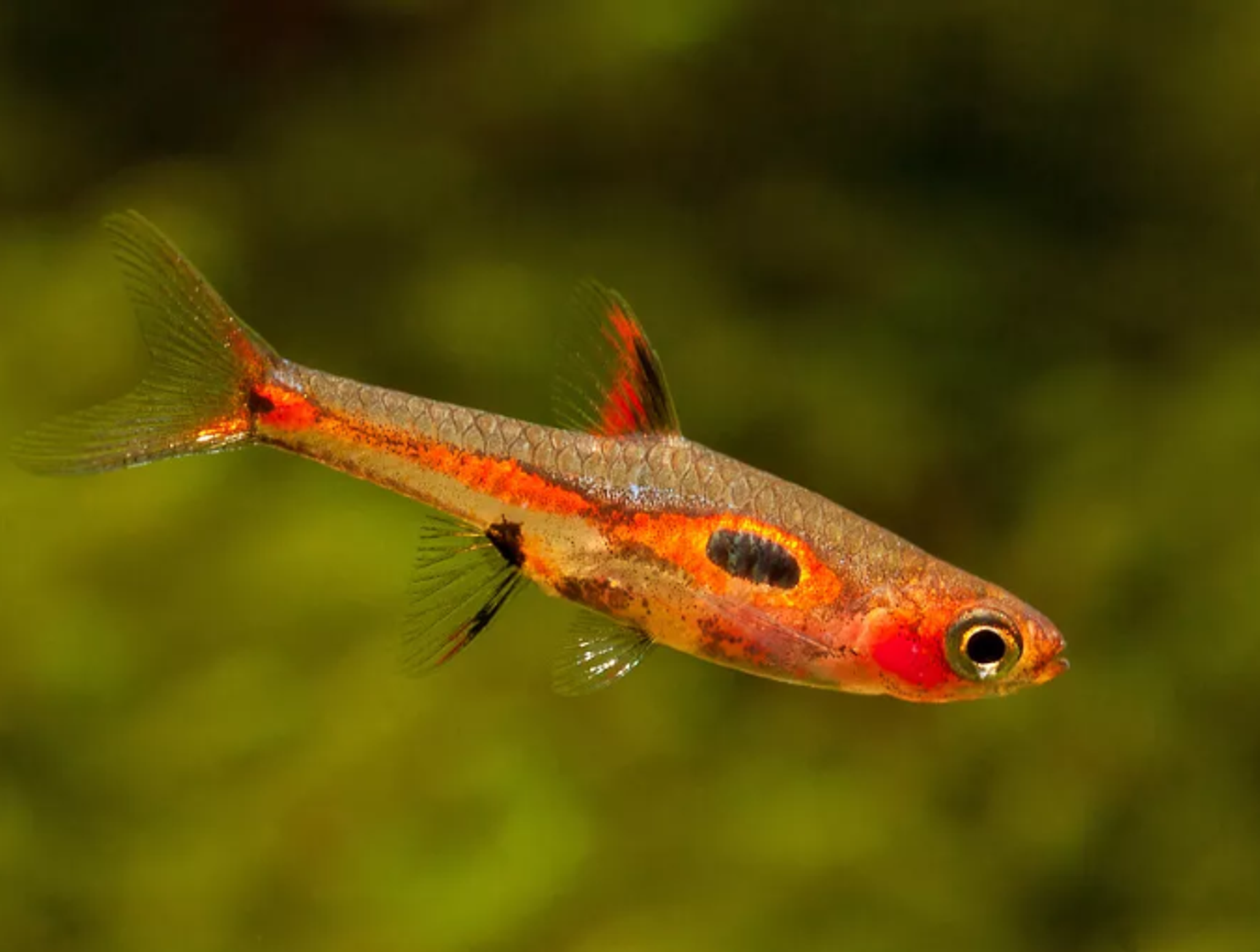 Strawberry Rasbora (Boraras Naevus)