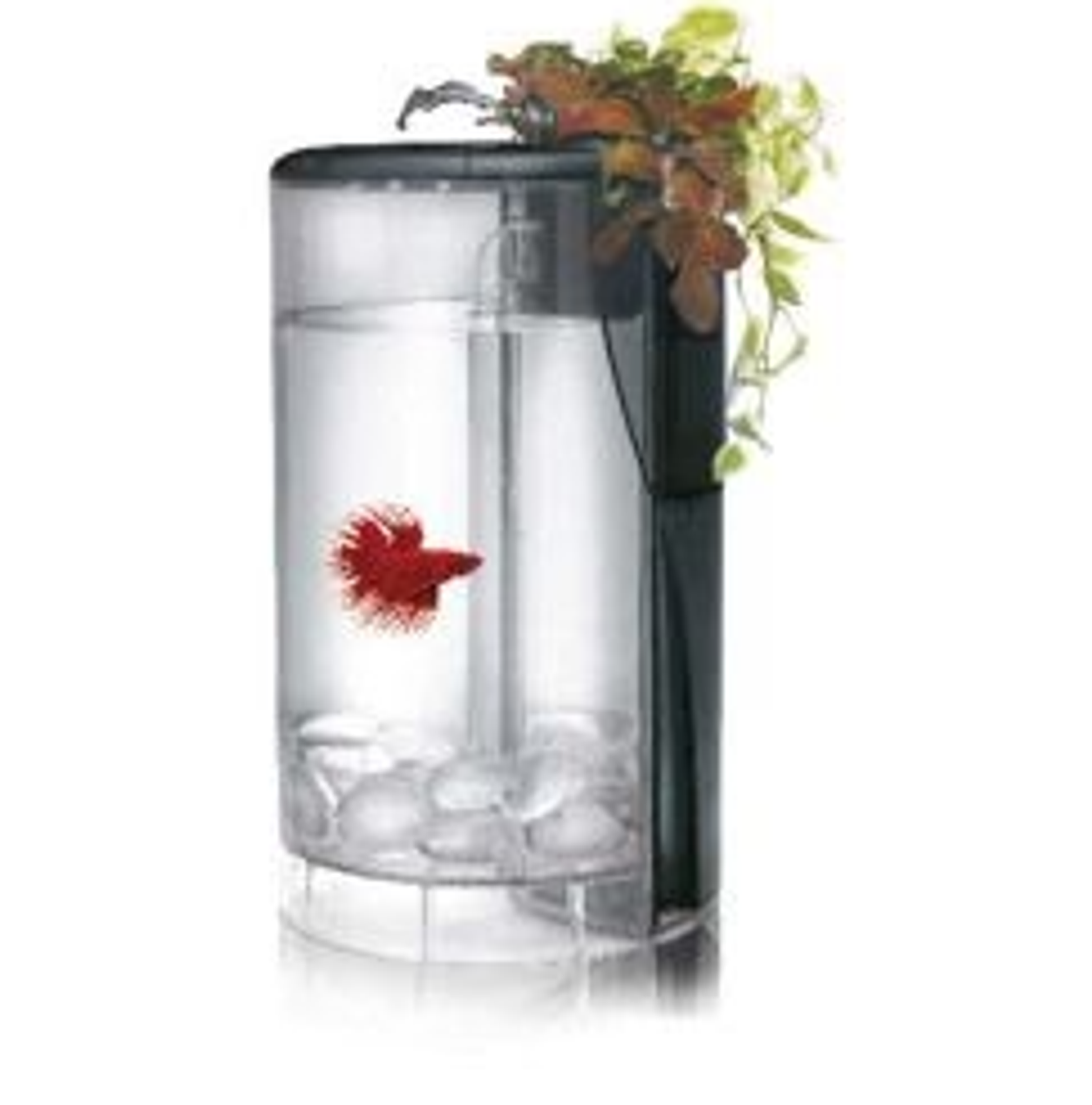 Ocean Free Betta Flora Tank